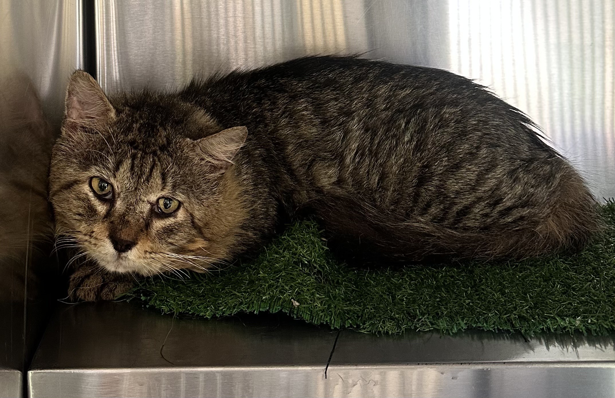 Found Tabby Cat