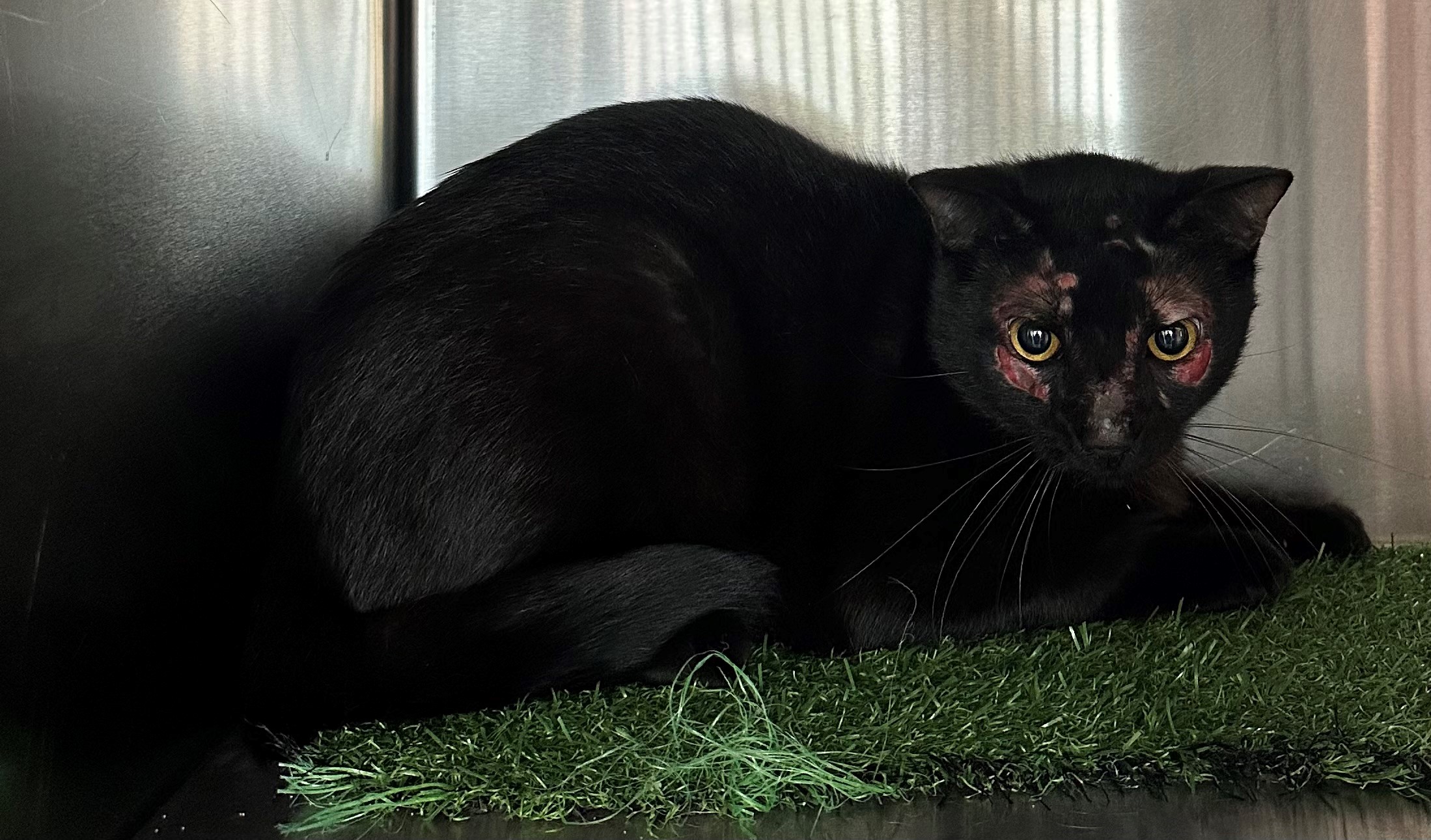Found Black Cat