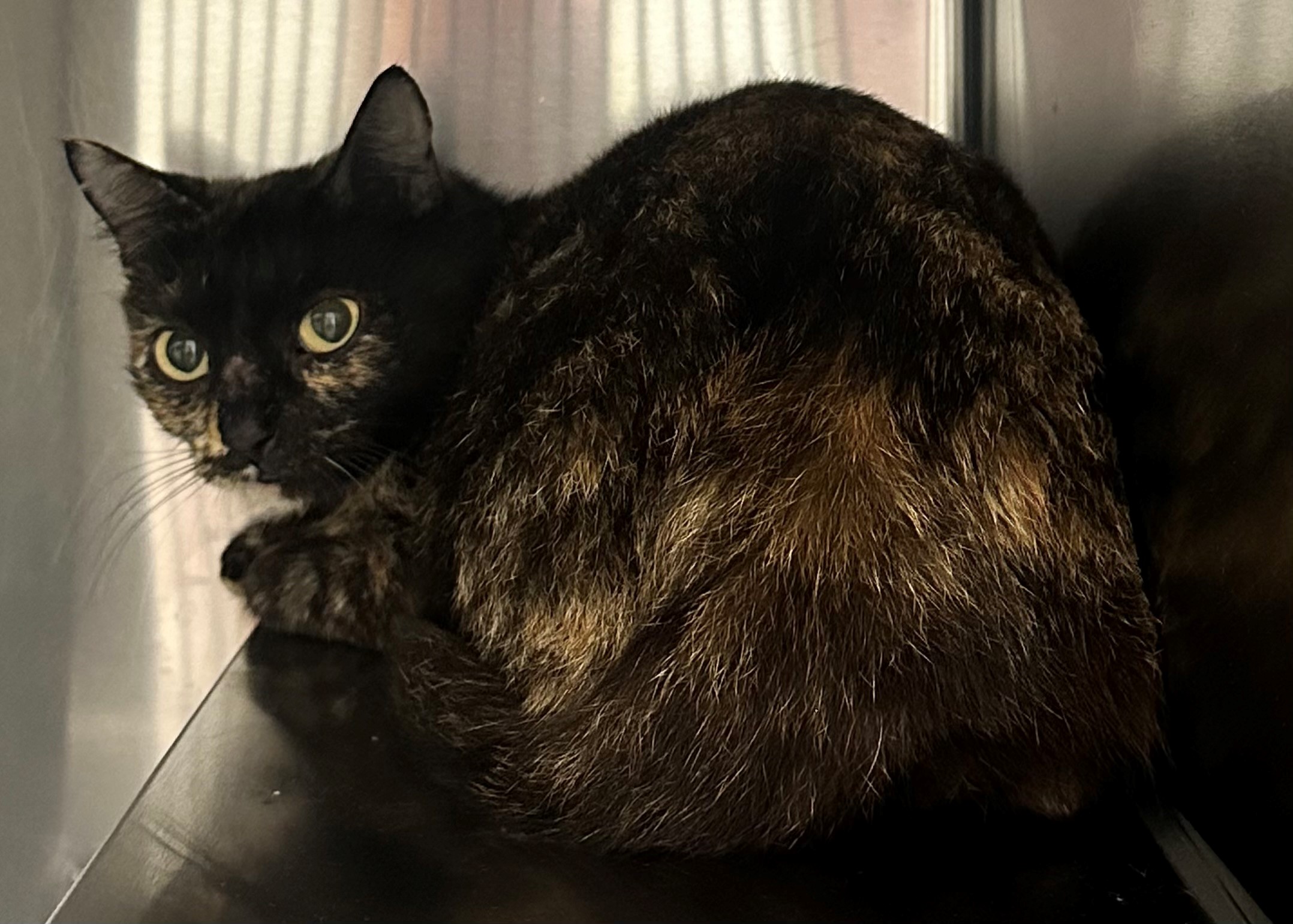 Found Tortoiseshell Cat