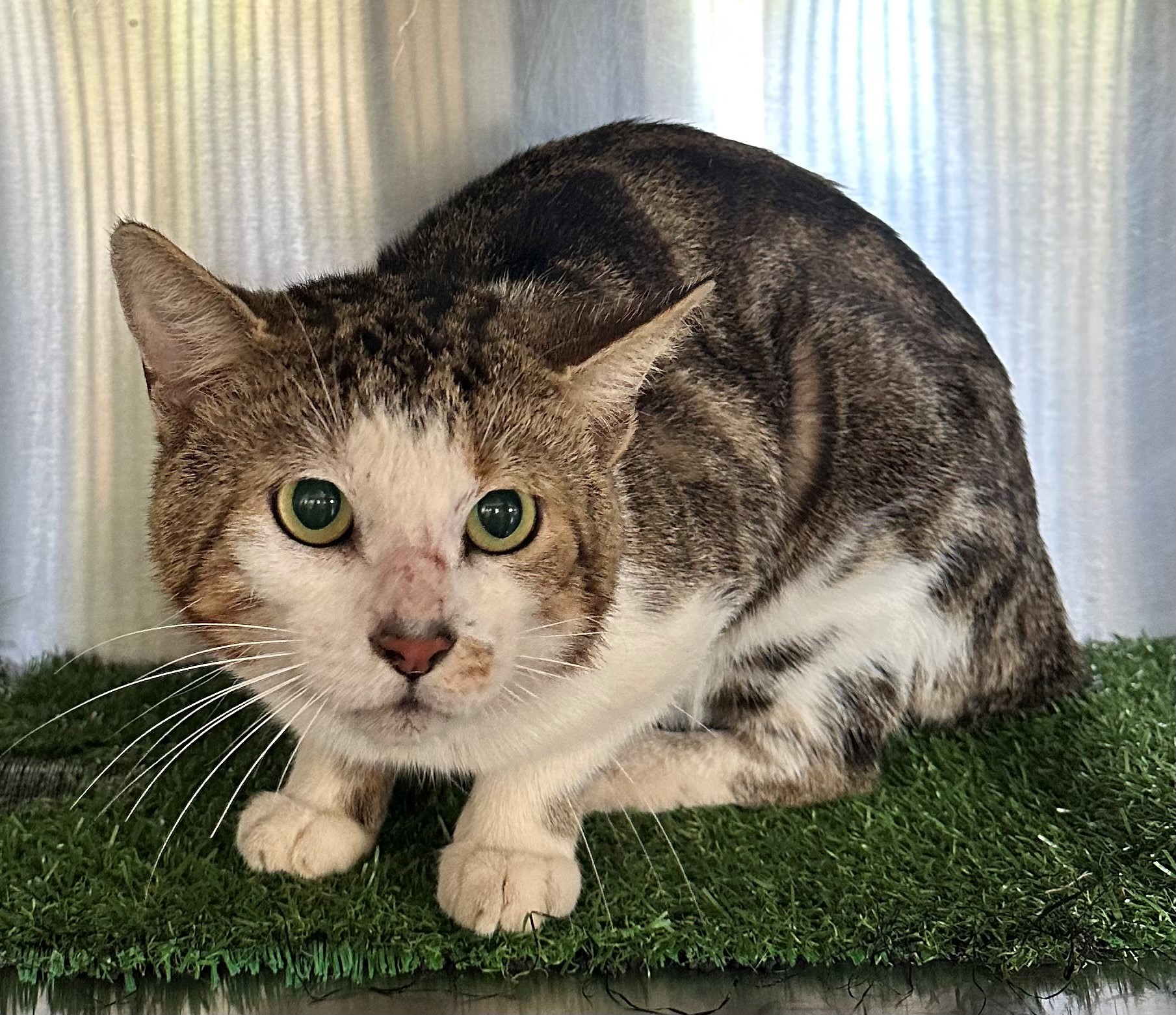 Found Tabby & White Cat