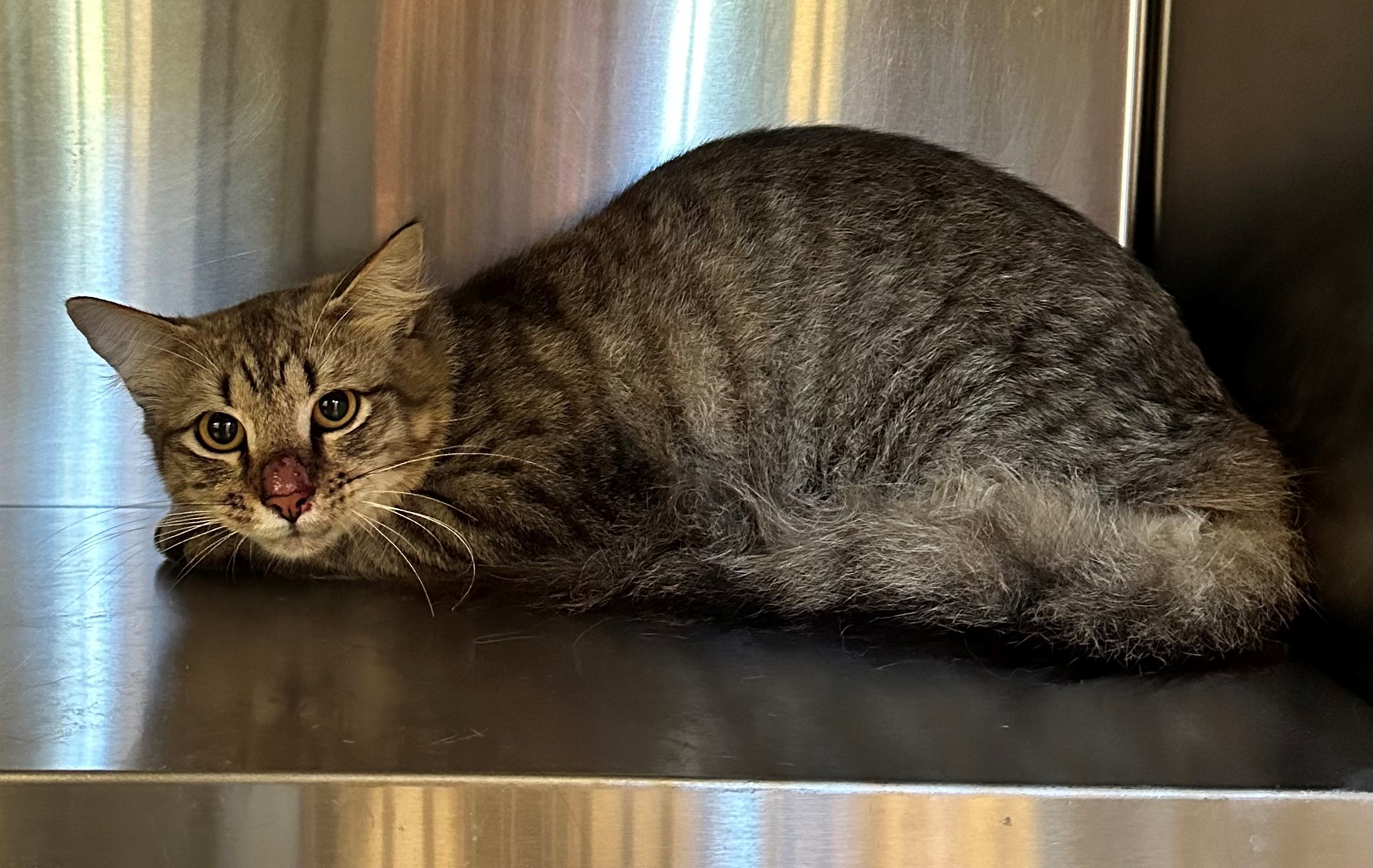 Found Tabby Cat