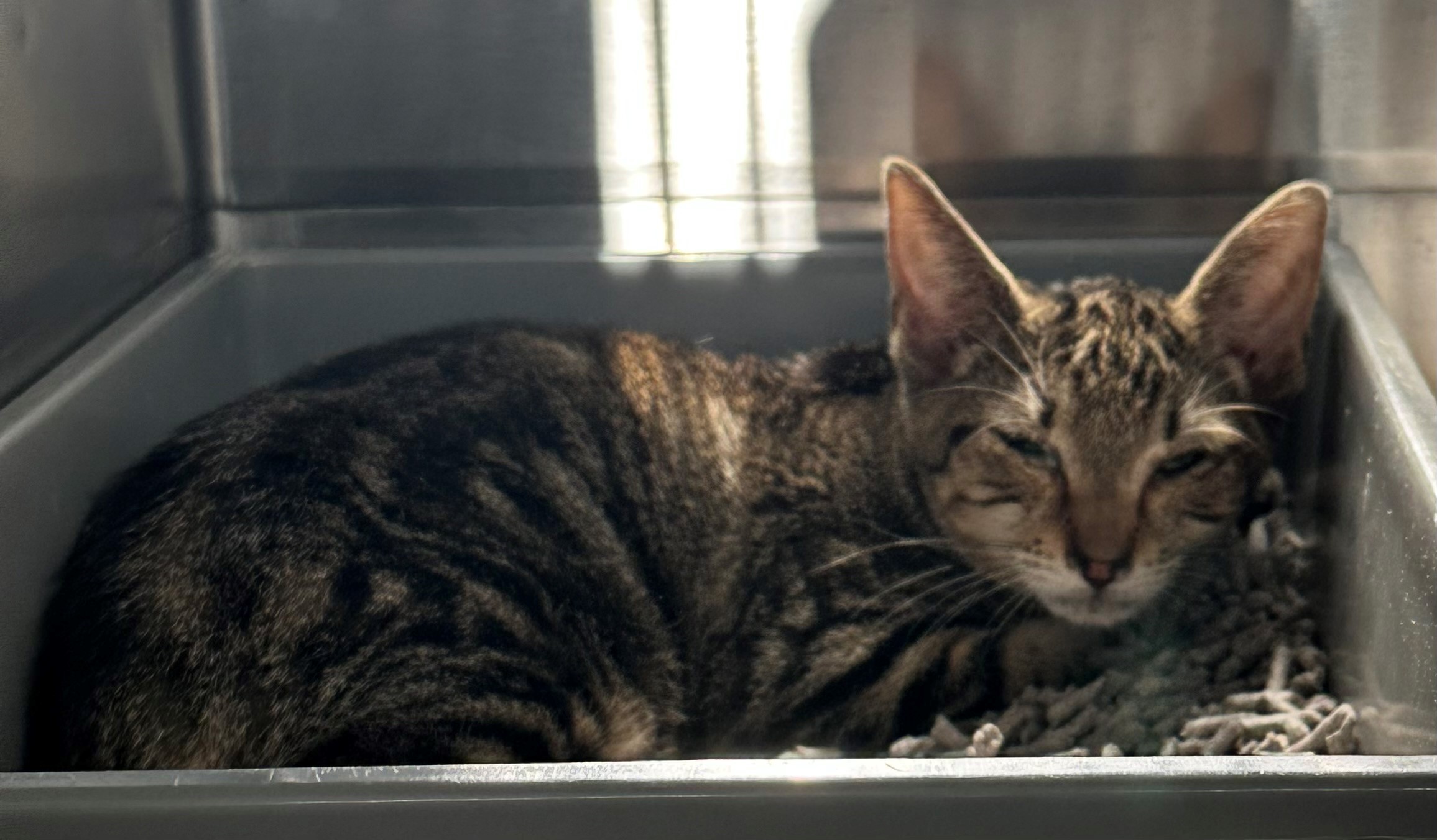Found Tabby Kitten