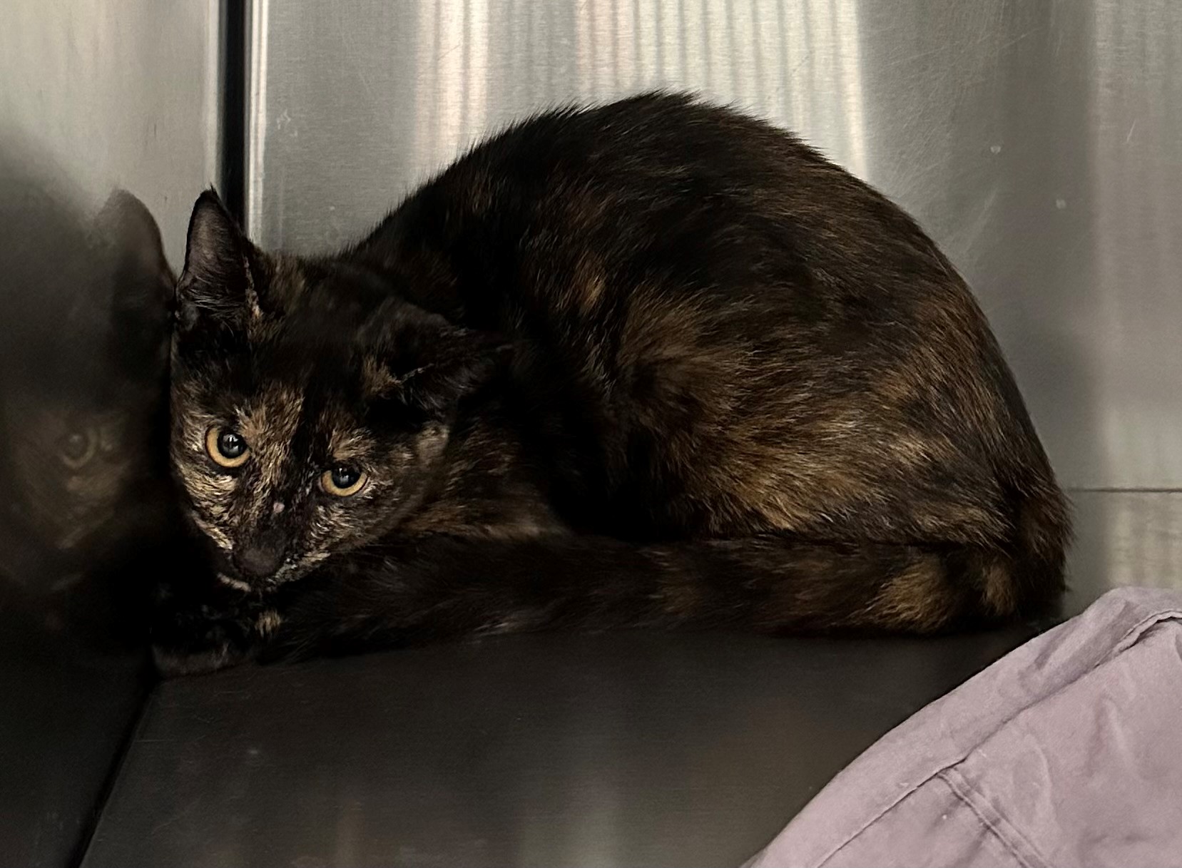 Found Tortoiseshell Cat