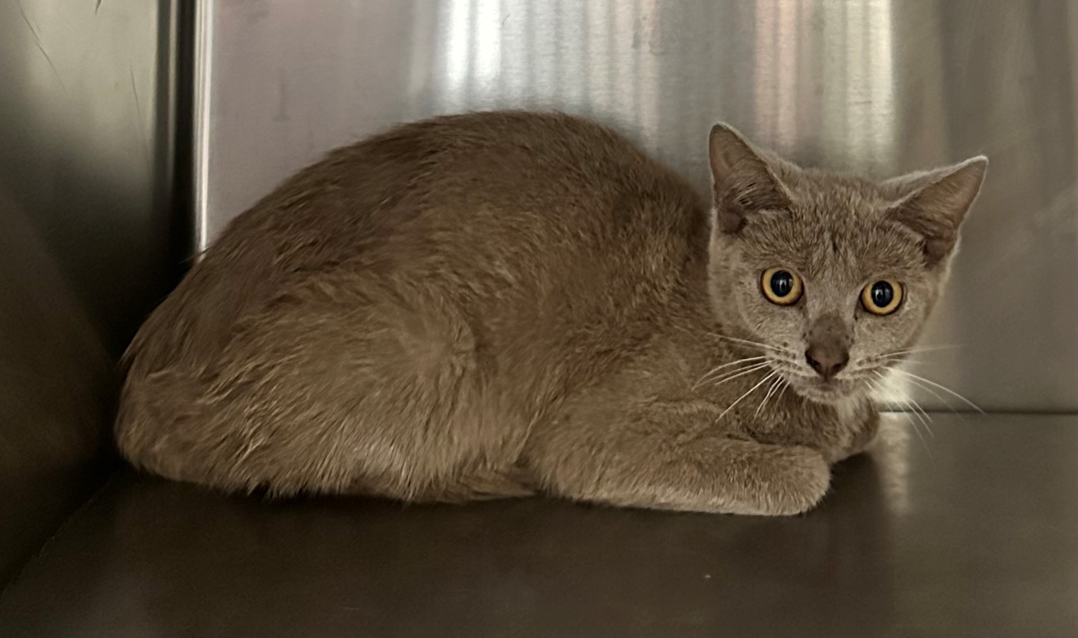Found Grey Kitten