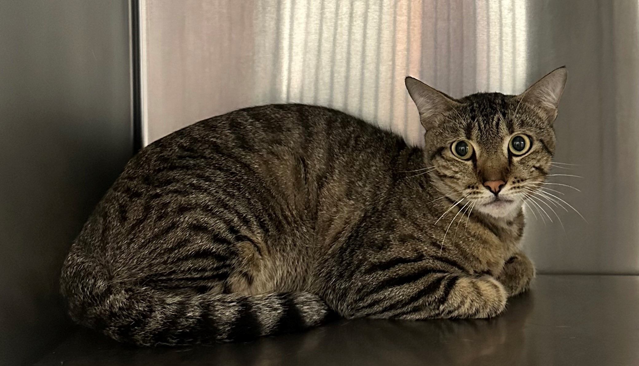 Found Tabby Cat