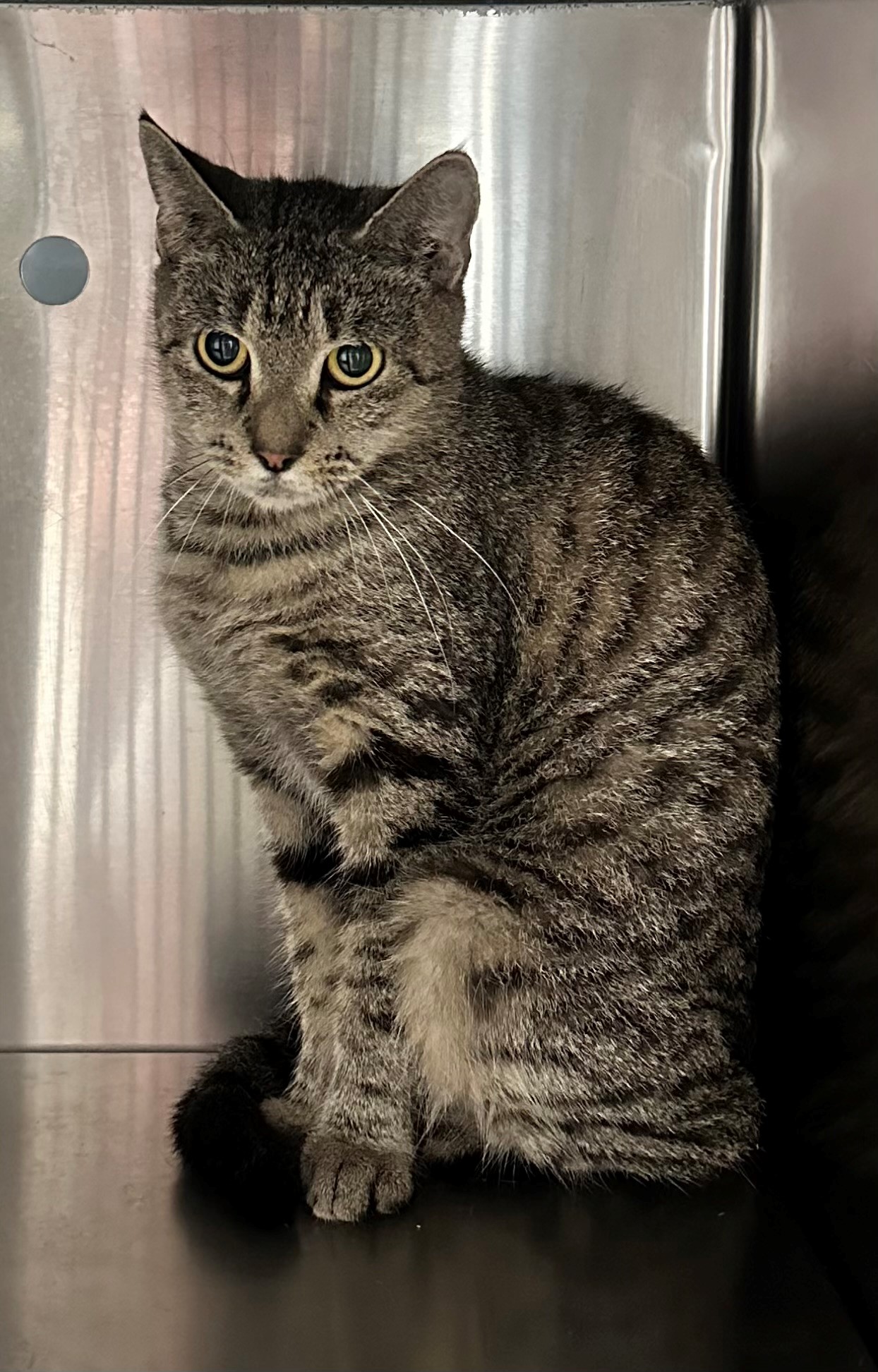 Found Tabby Cat