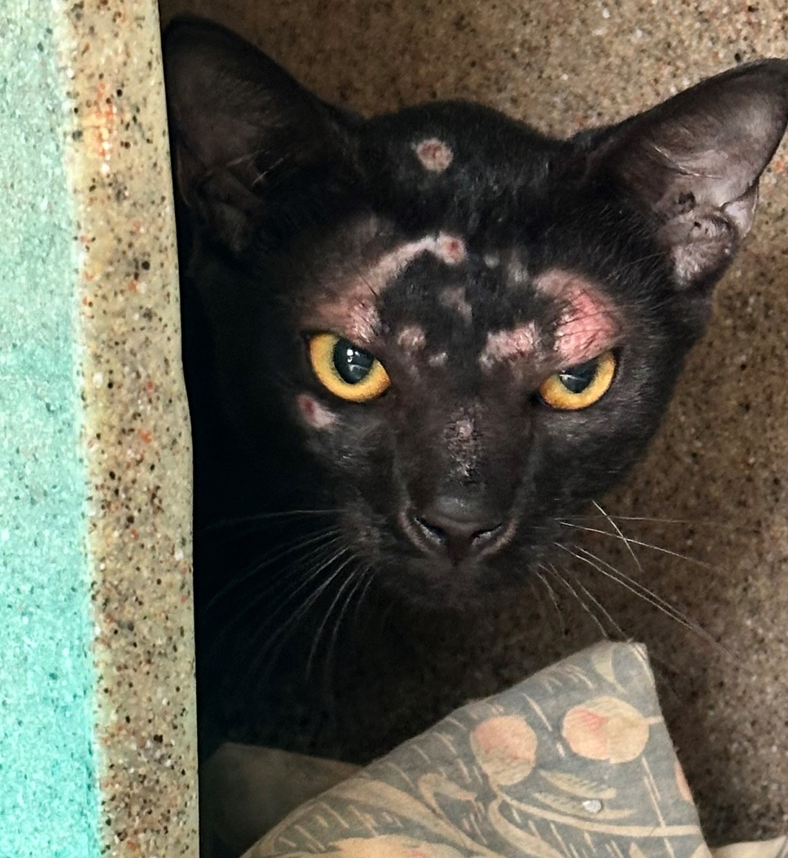 Found Black Cat