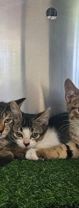 Found Tabby White Kitten 
