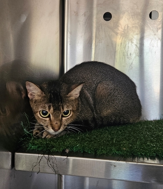 Found Tabby Cat 