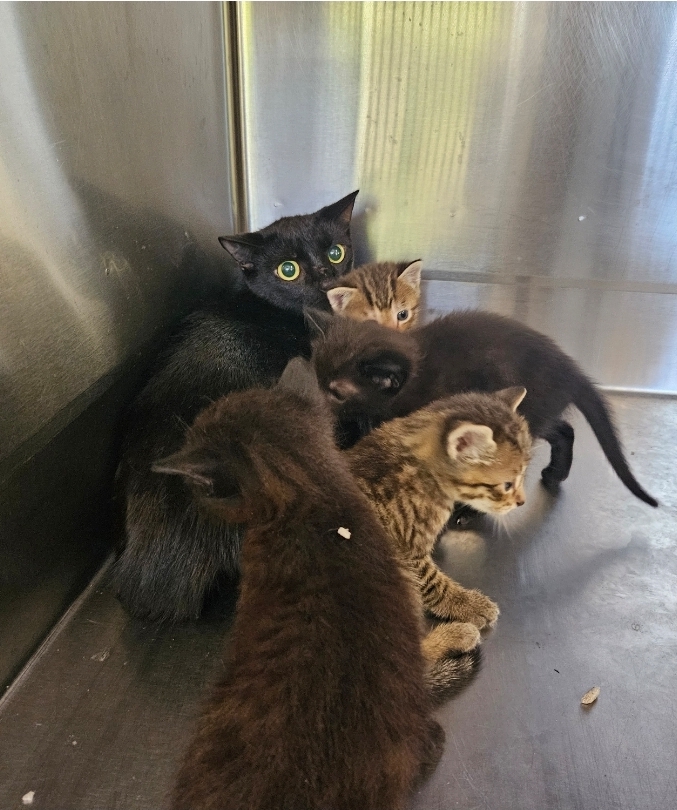 Found Black Cat, 2 x Black Kittens & 2 x Tabby Kittens