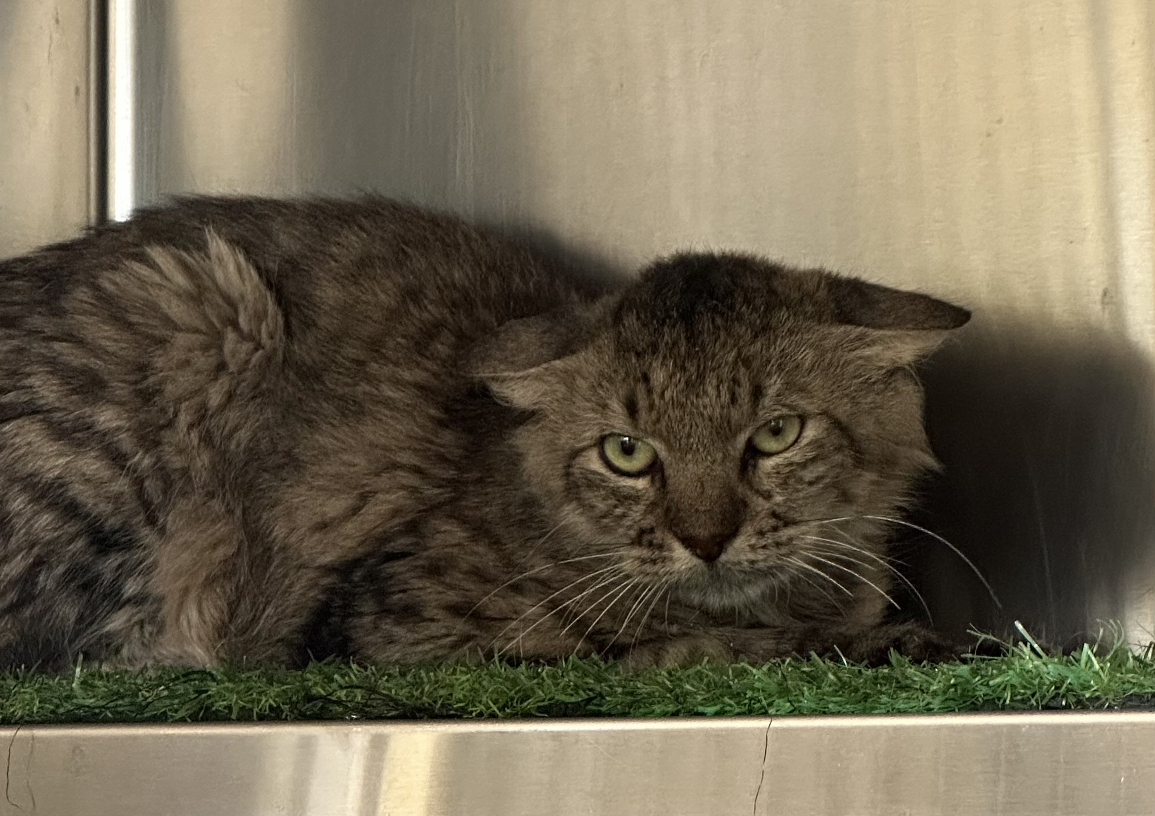 Found Cat