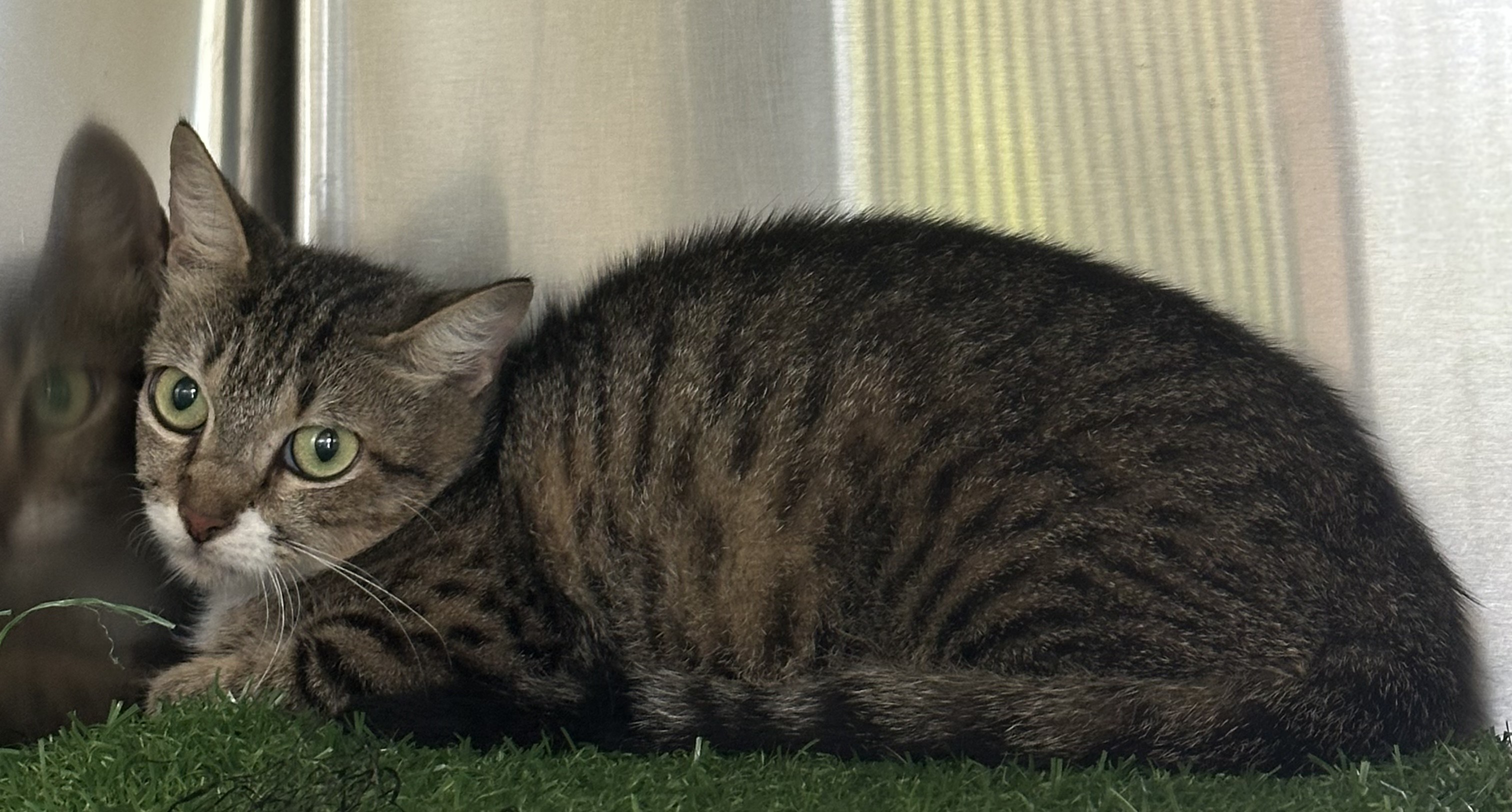 Found Cat