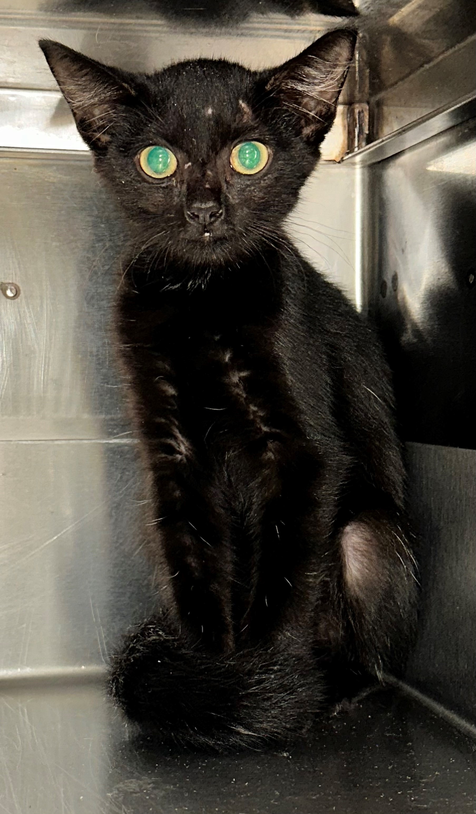 Found Black Kitten