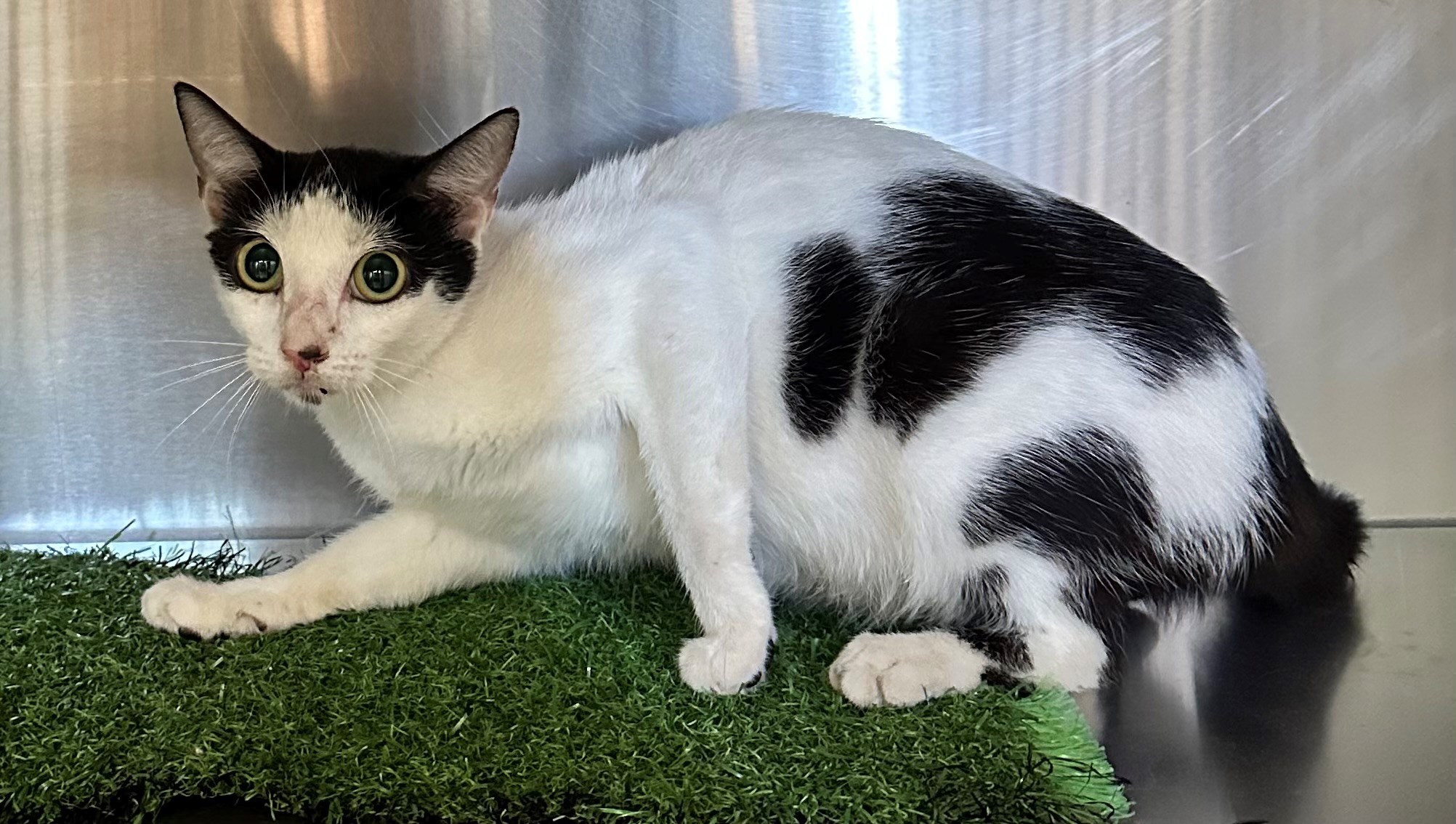 Found Black & White Cat