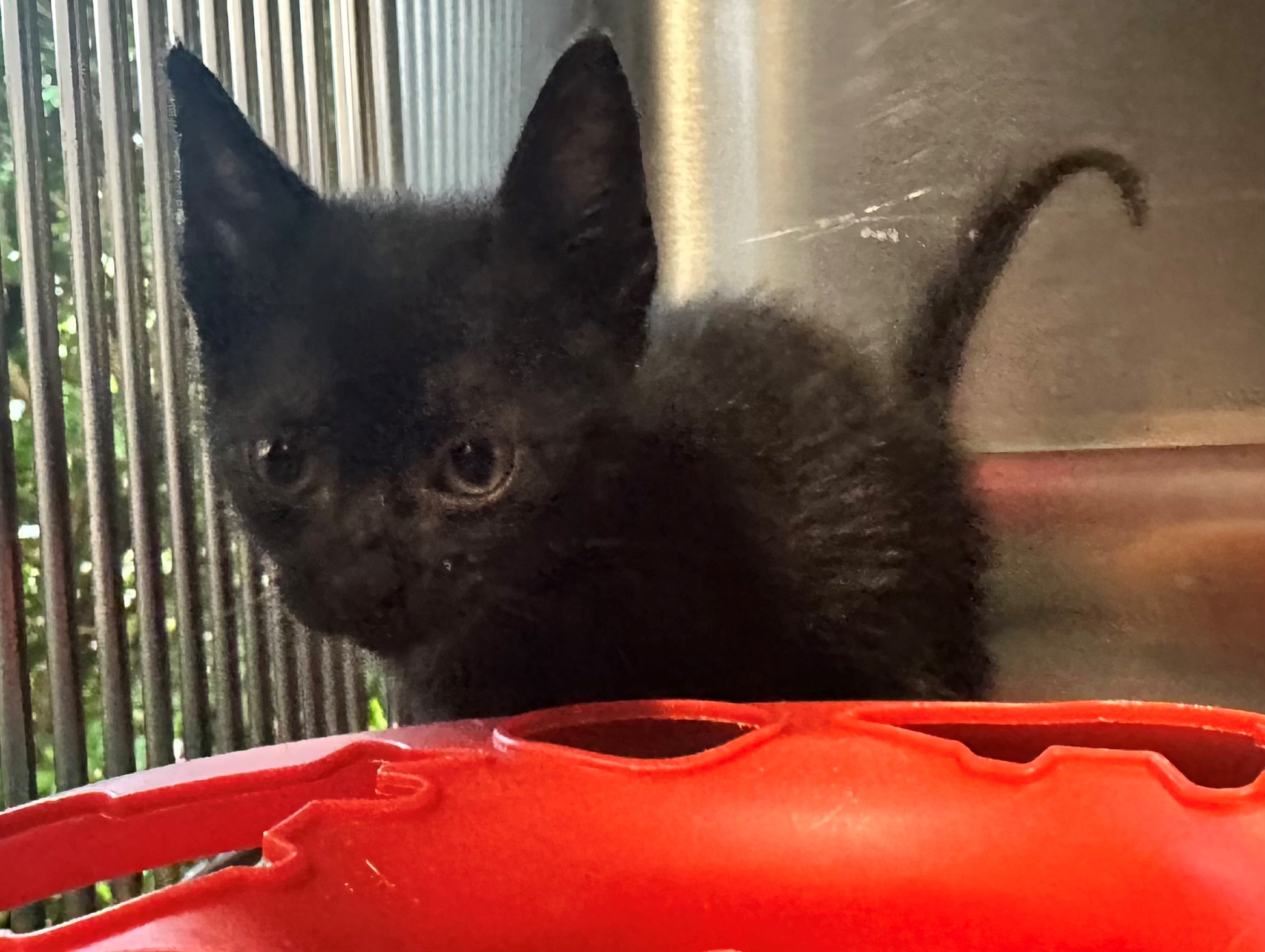 Found Black Kitten