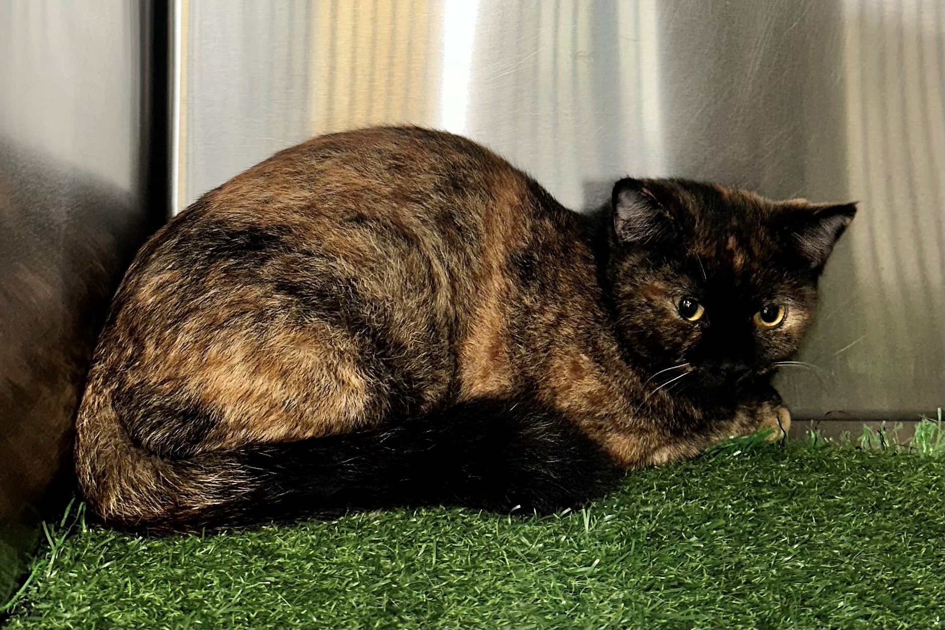 Found Tortoiseshell Cat