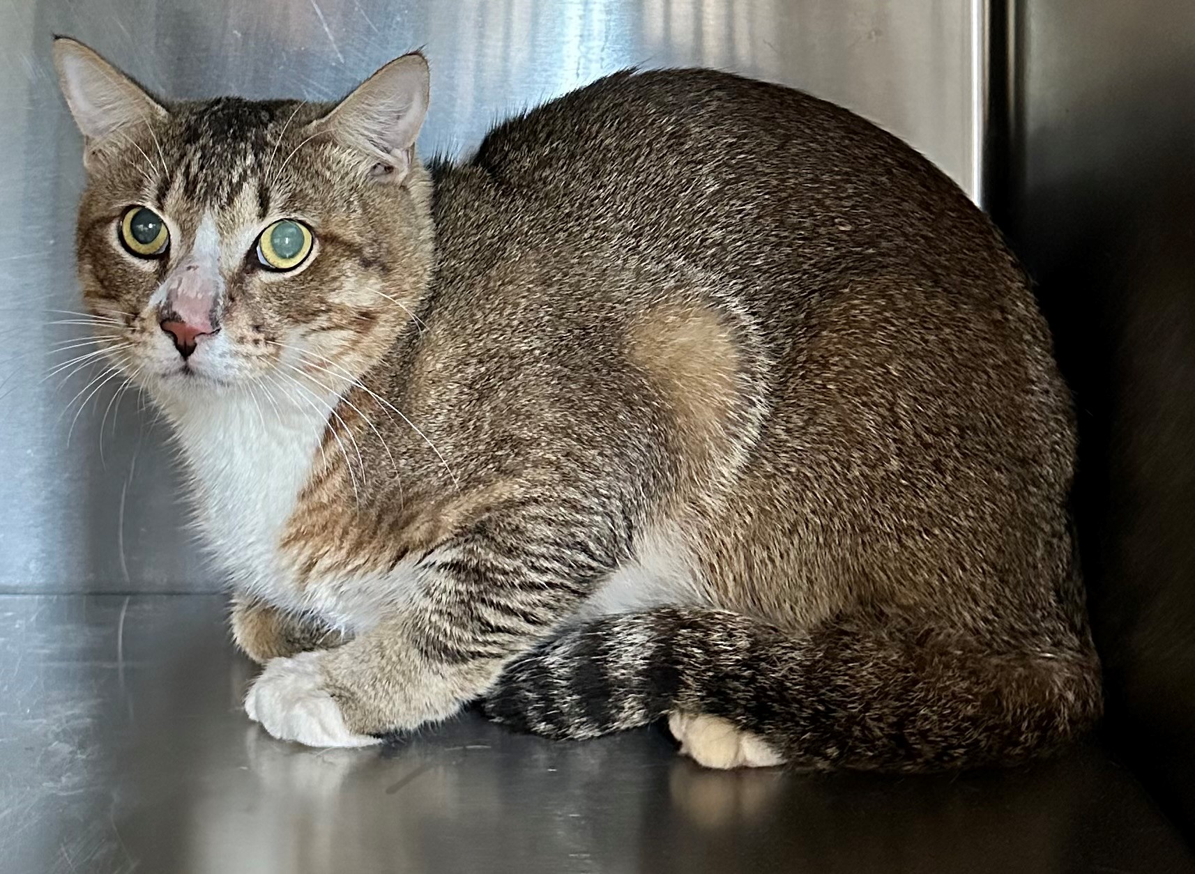 Found Tabby & White Cat