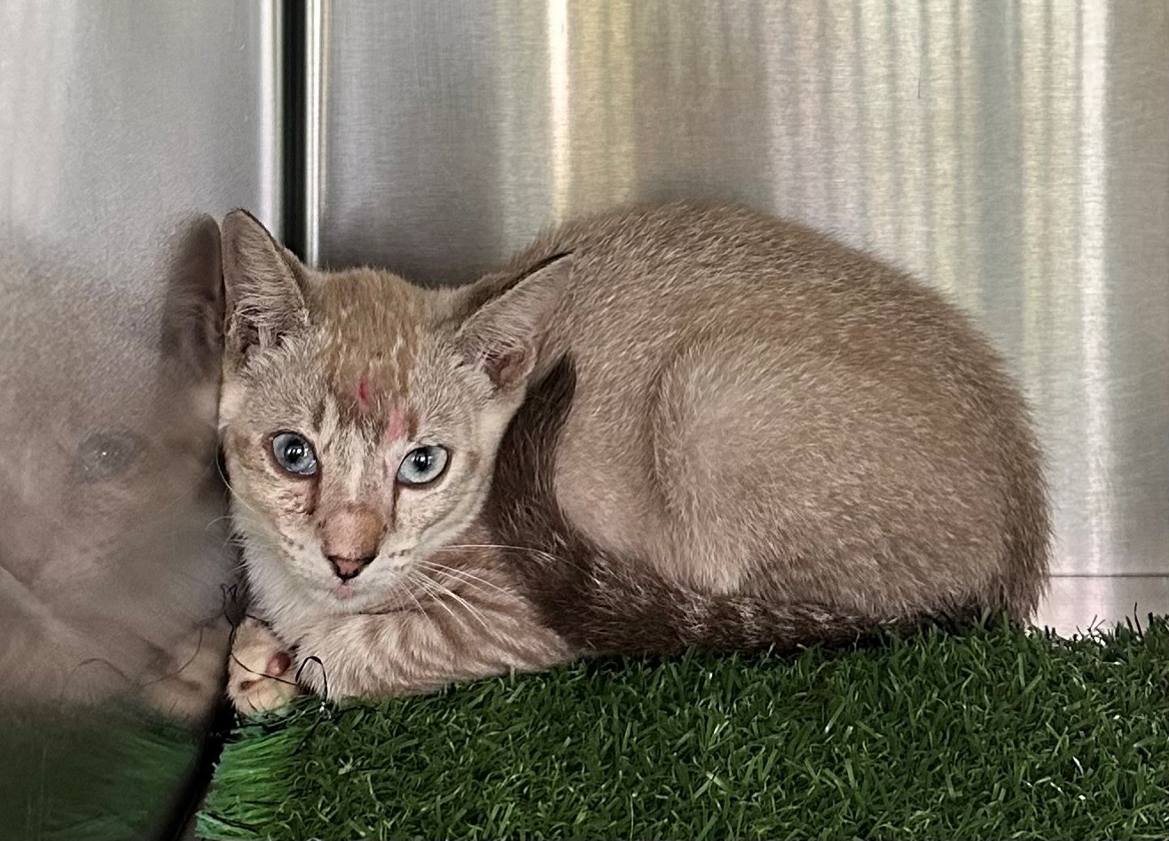 Found Lilac Tabby Kitten