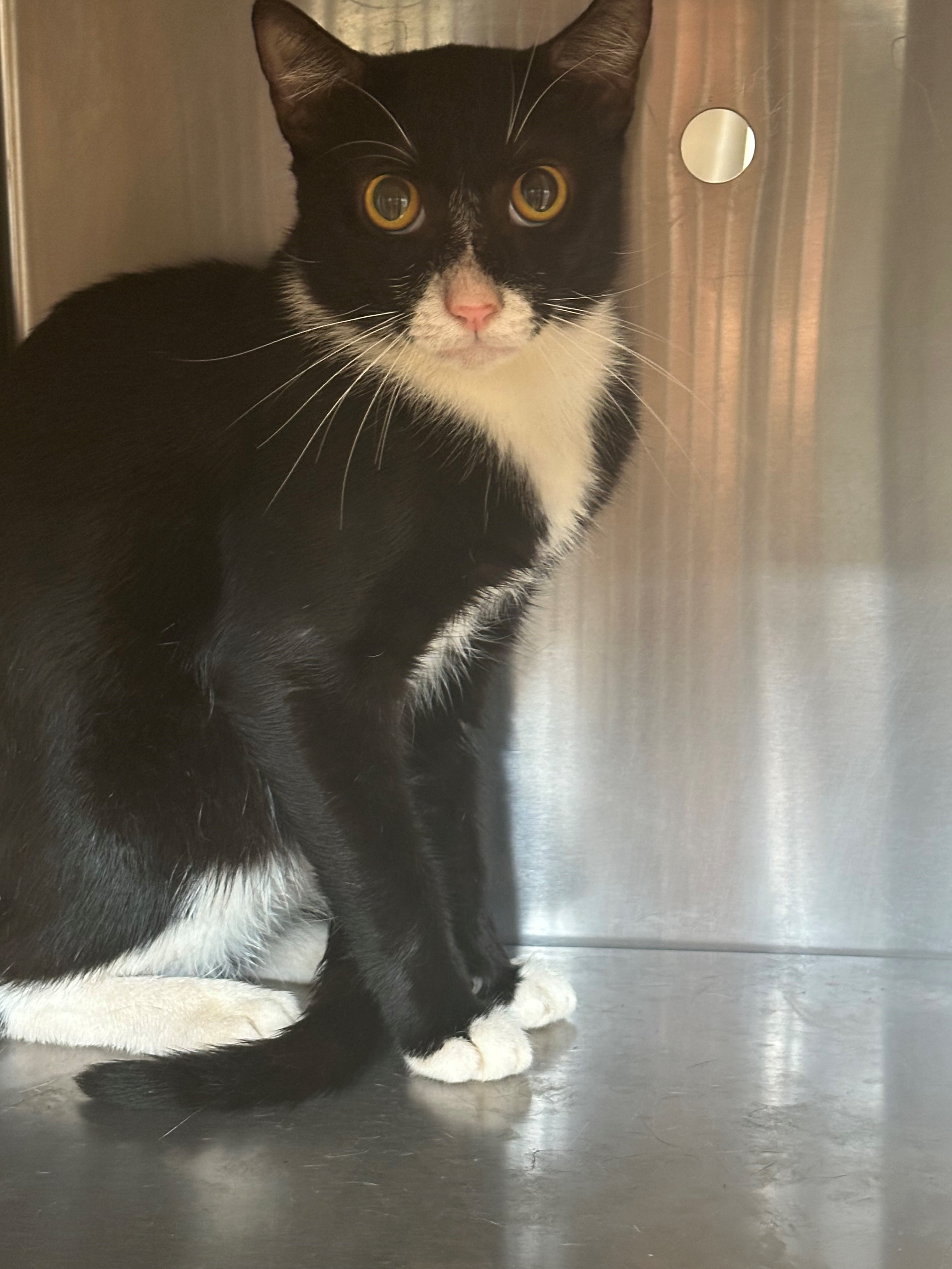 Found black and white cat