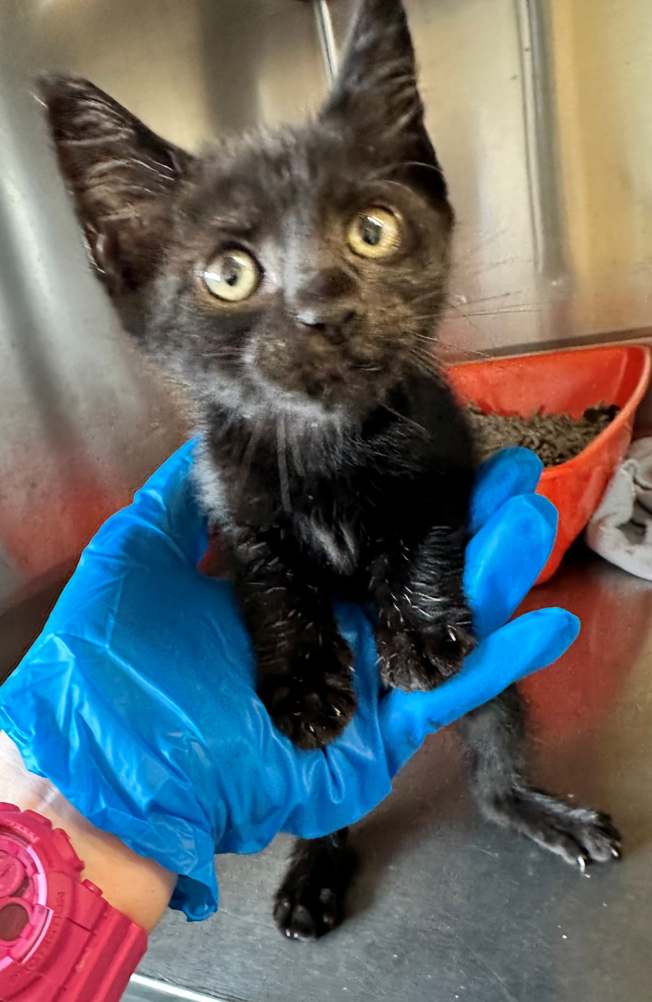 Found Black Kitten