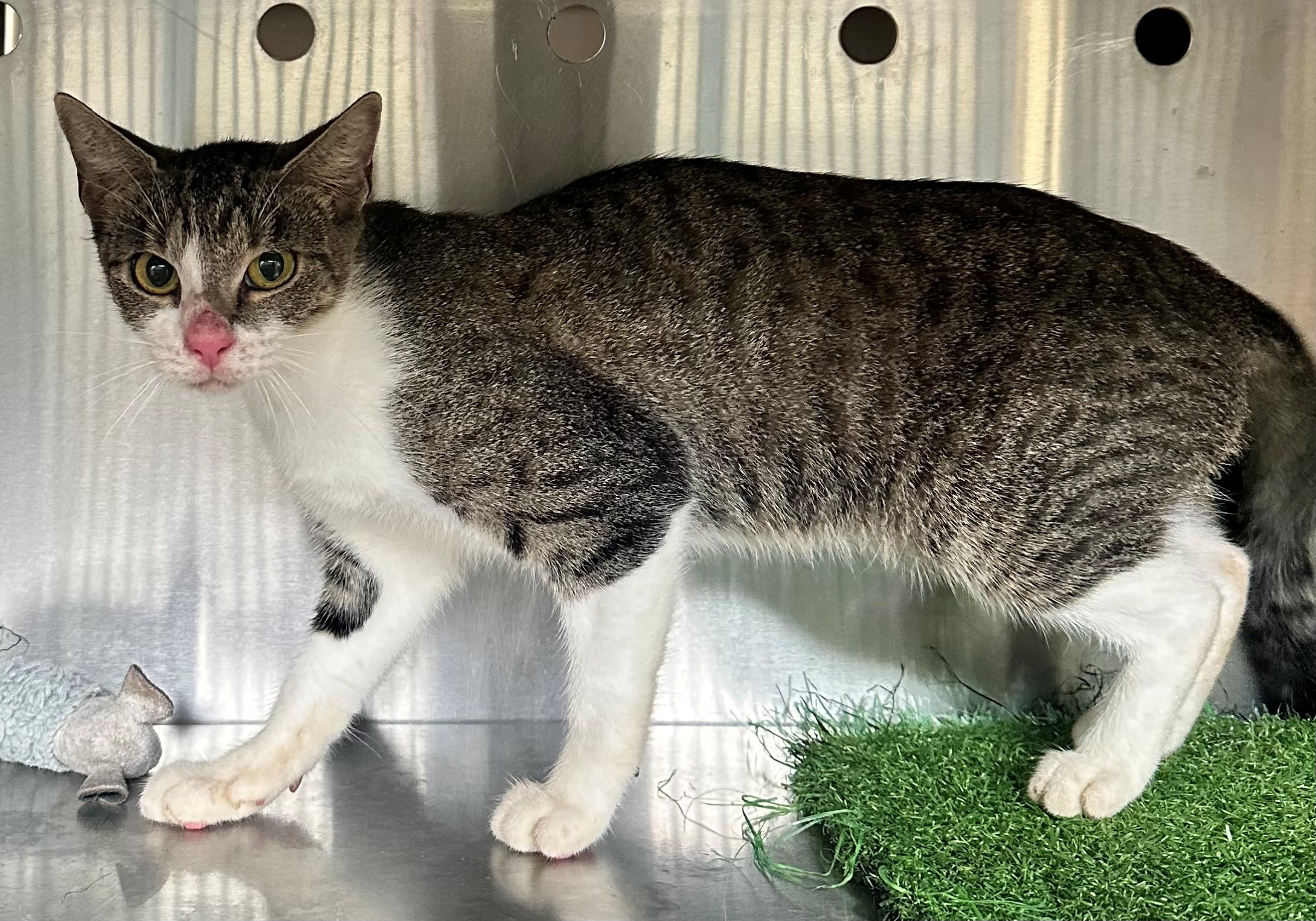 Found Tabby & White Cat