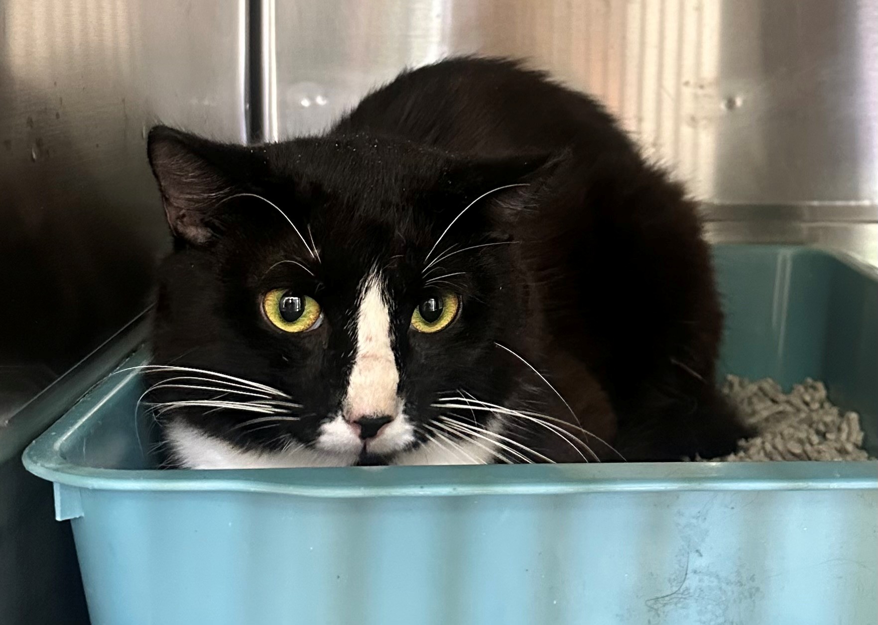 Found Black & White Cat