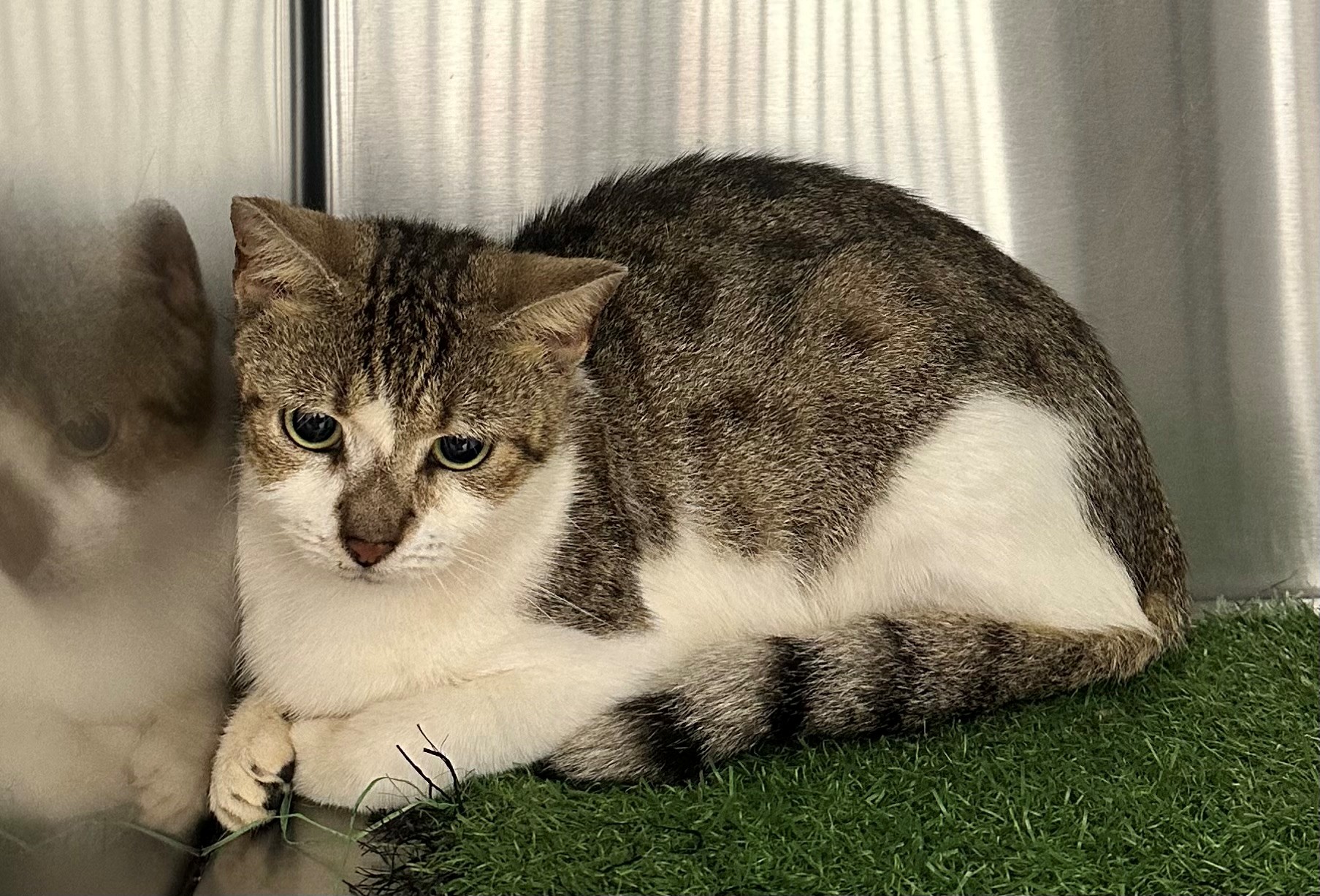 Found Tabby & White Cat