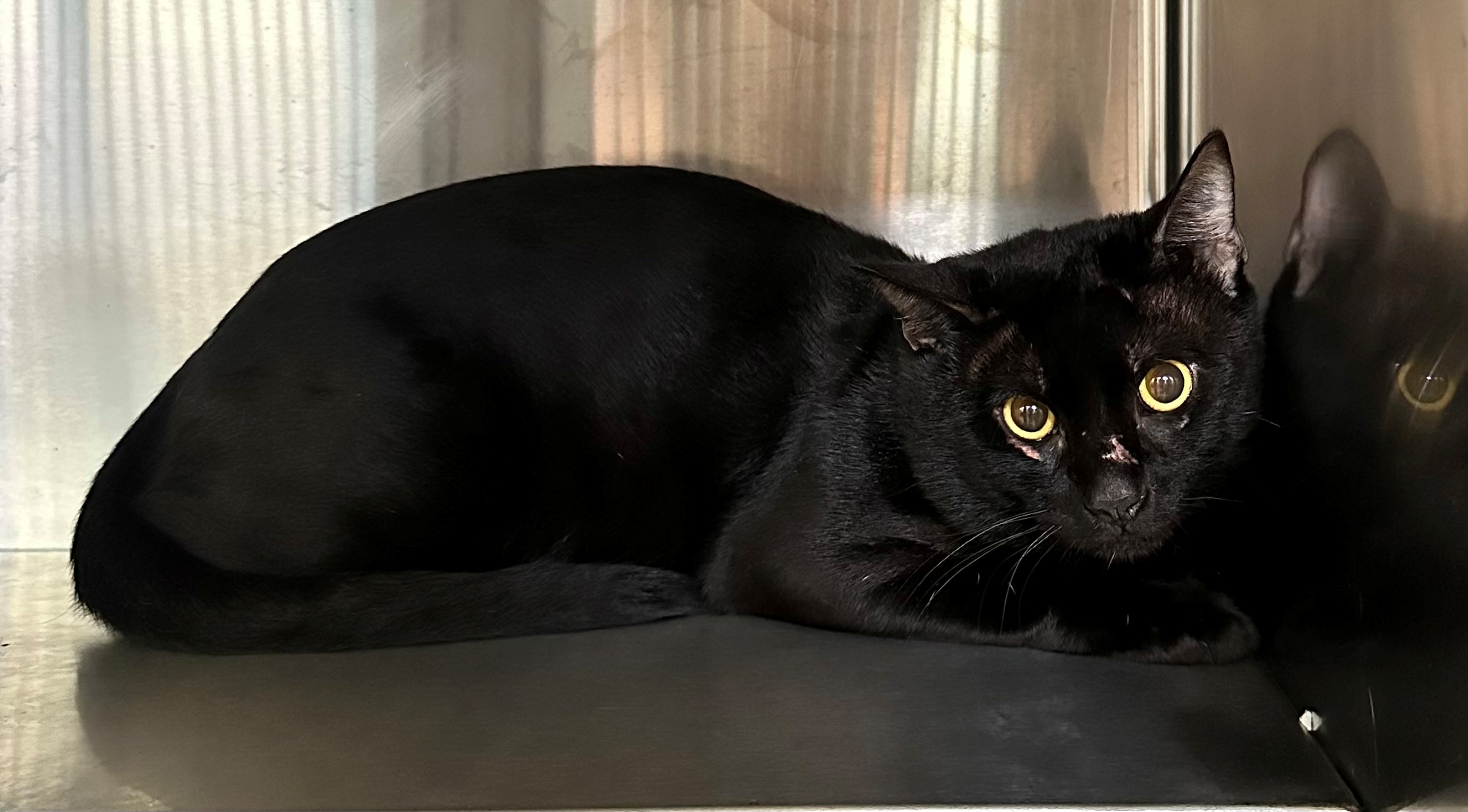 Found Black Cat