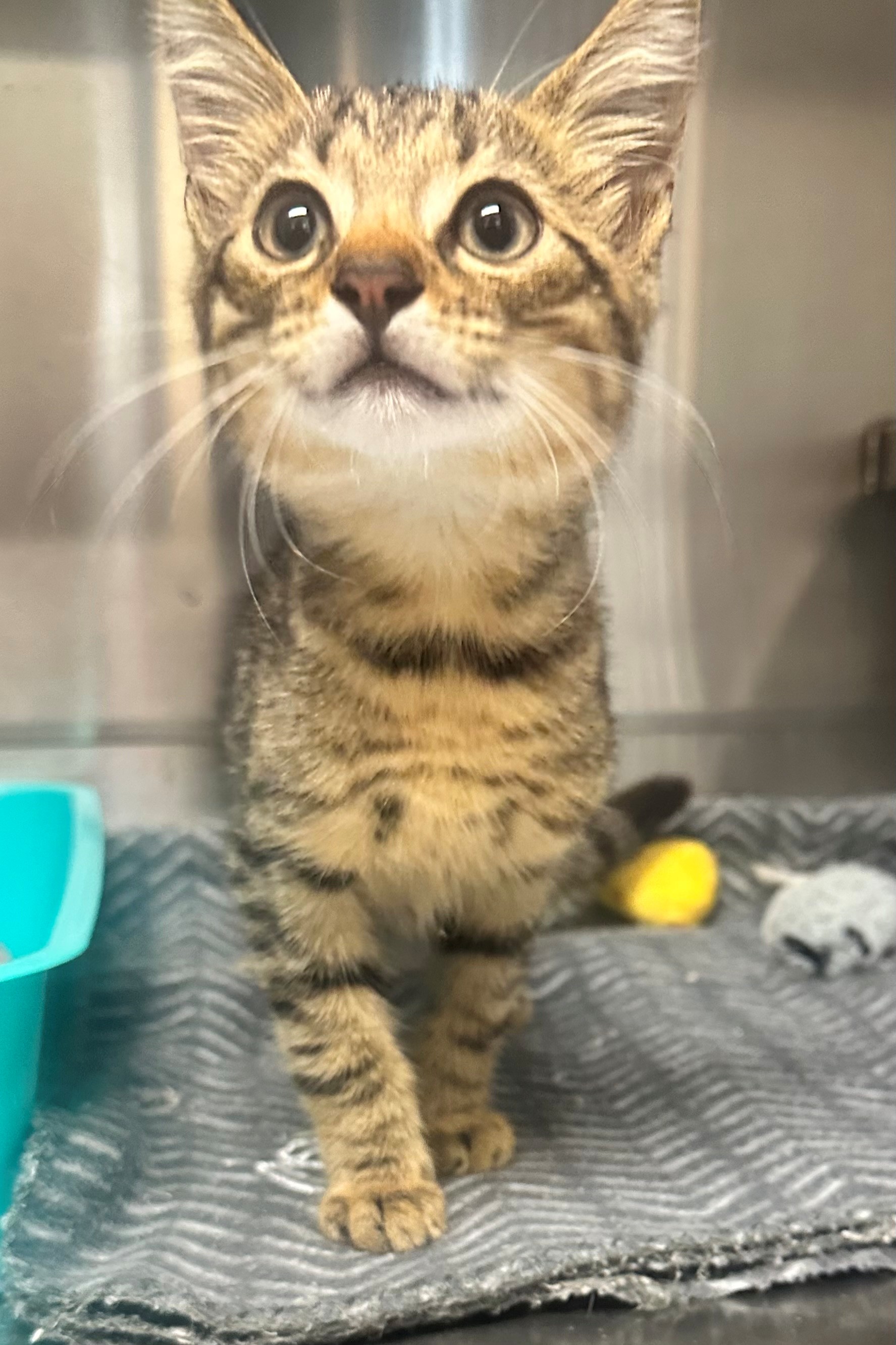 Found Tabby Kitten