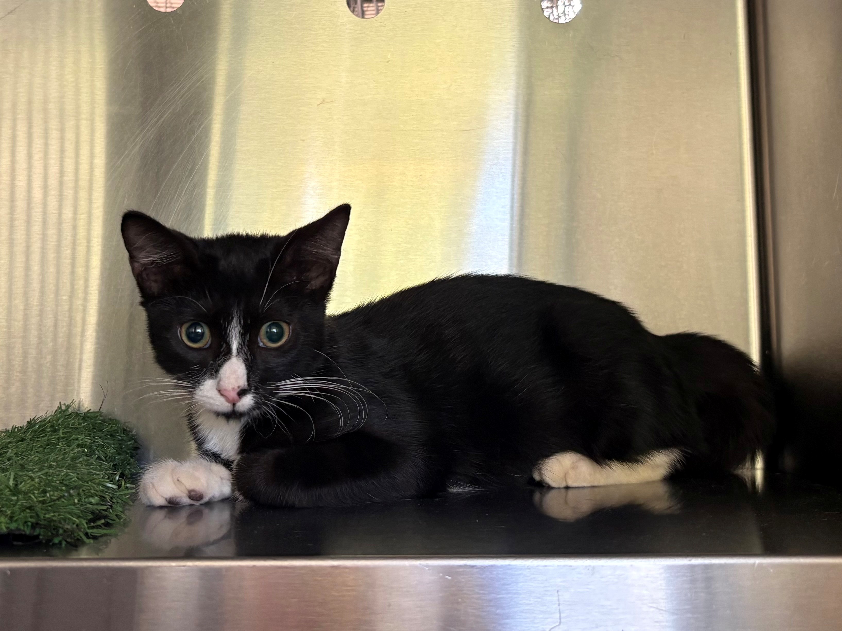 Found Domestic Short Hair