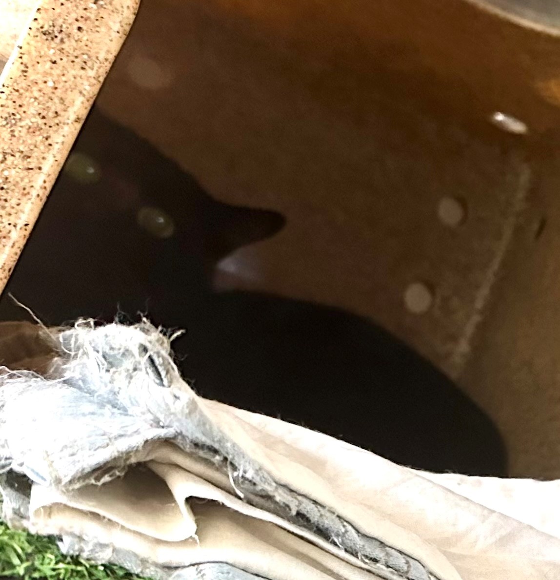 Found Cat