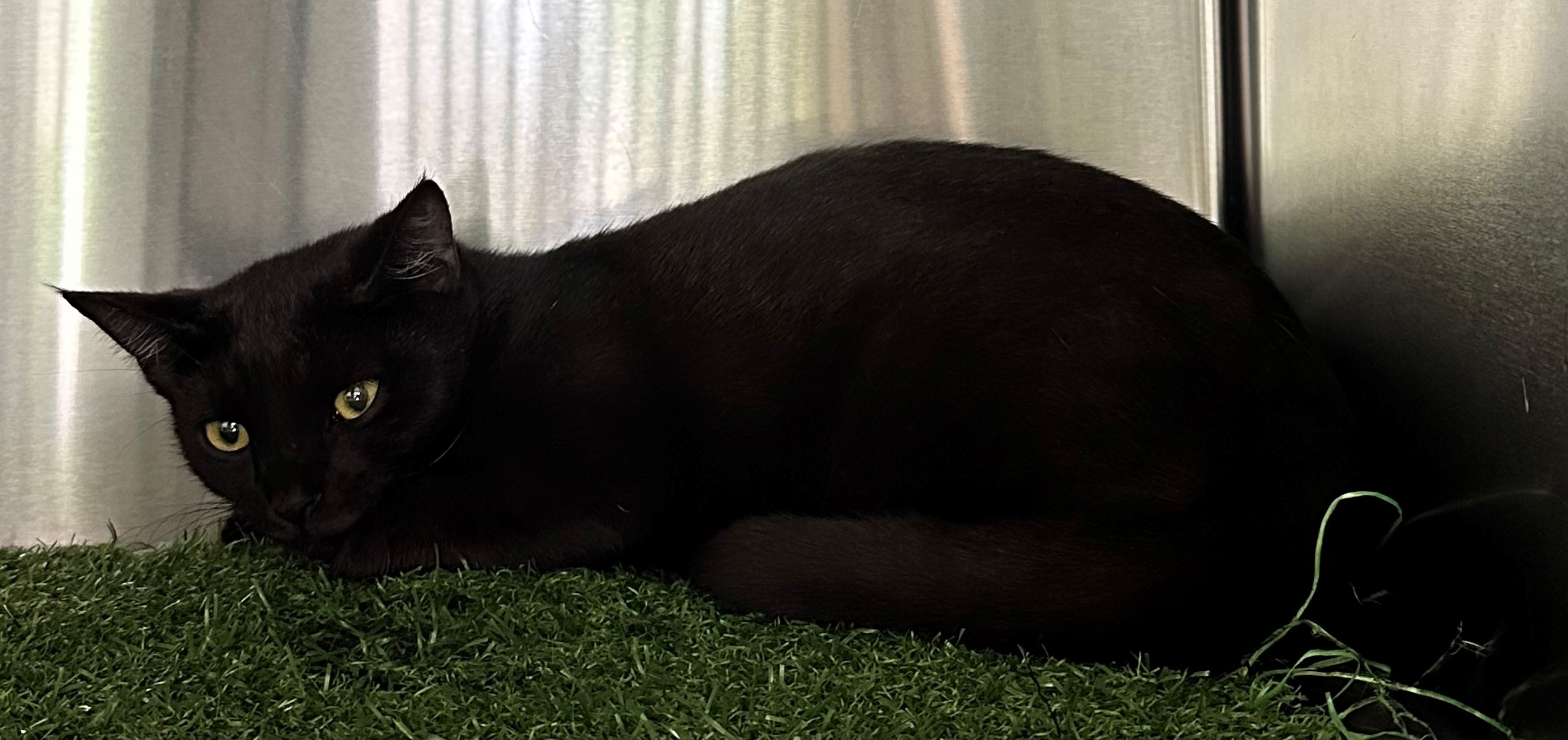 Found Black Cat
