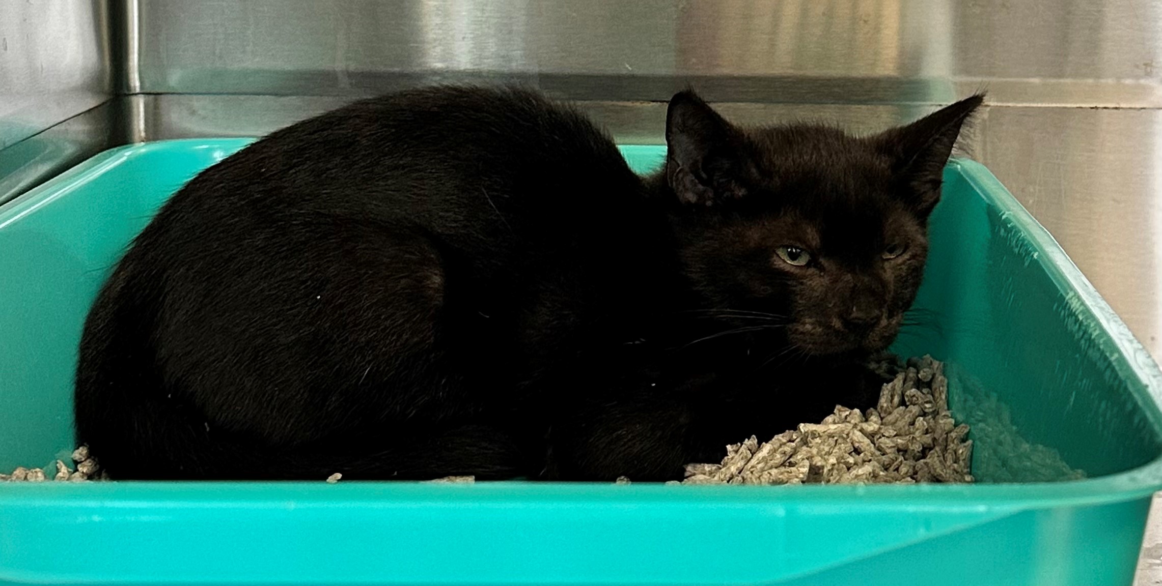 Found Black Cat