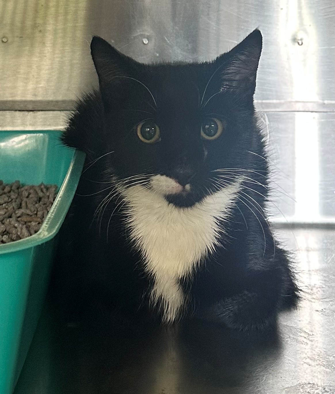 Found Black & White Cat