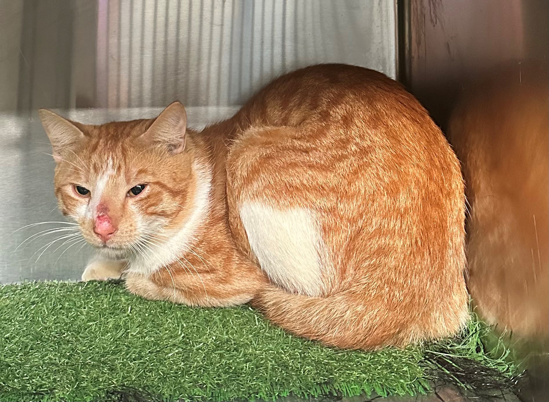 Found Ginger & White Cat