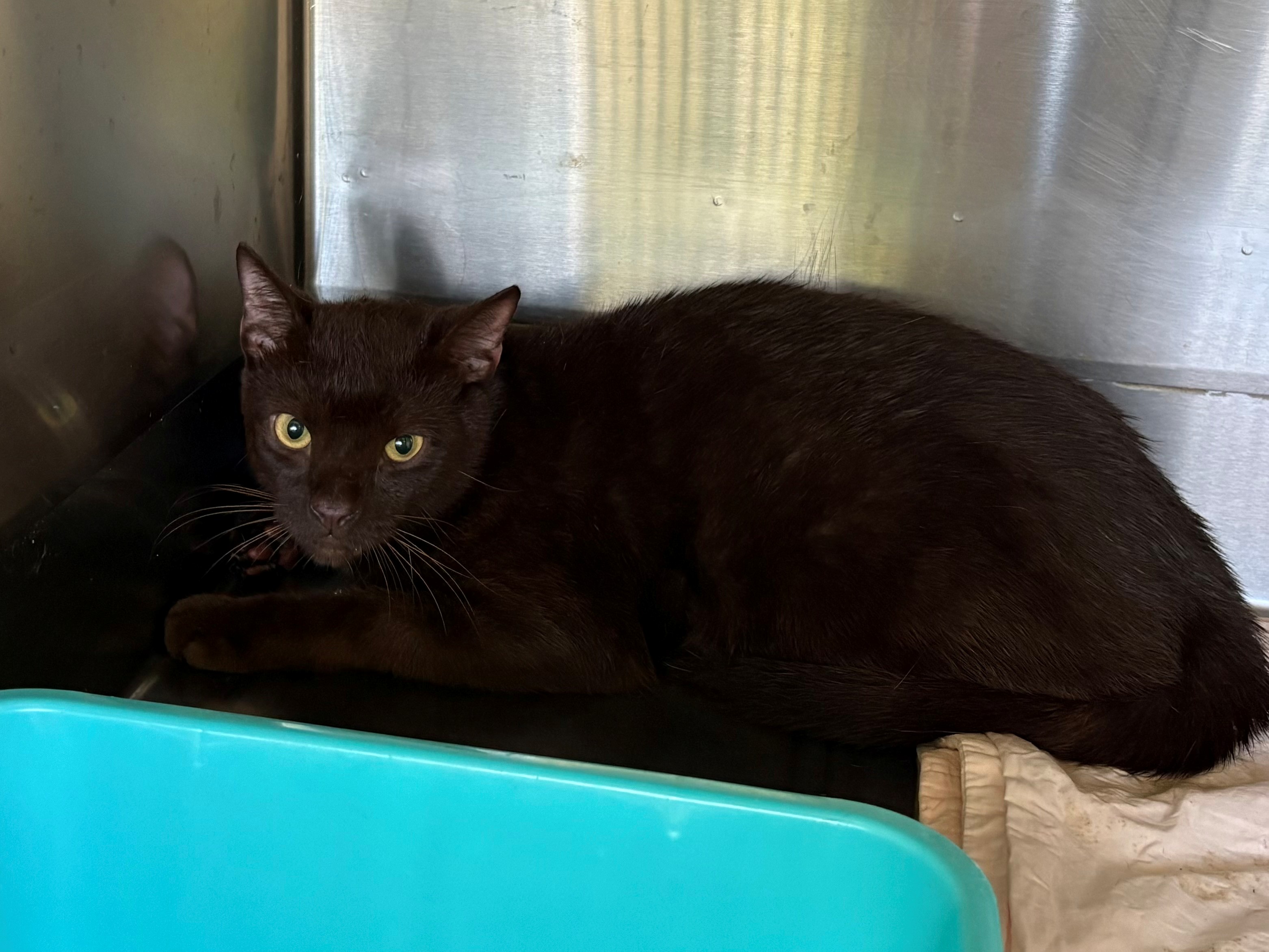 Found Domestic Short Hair