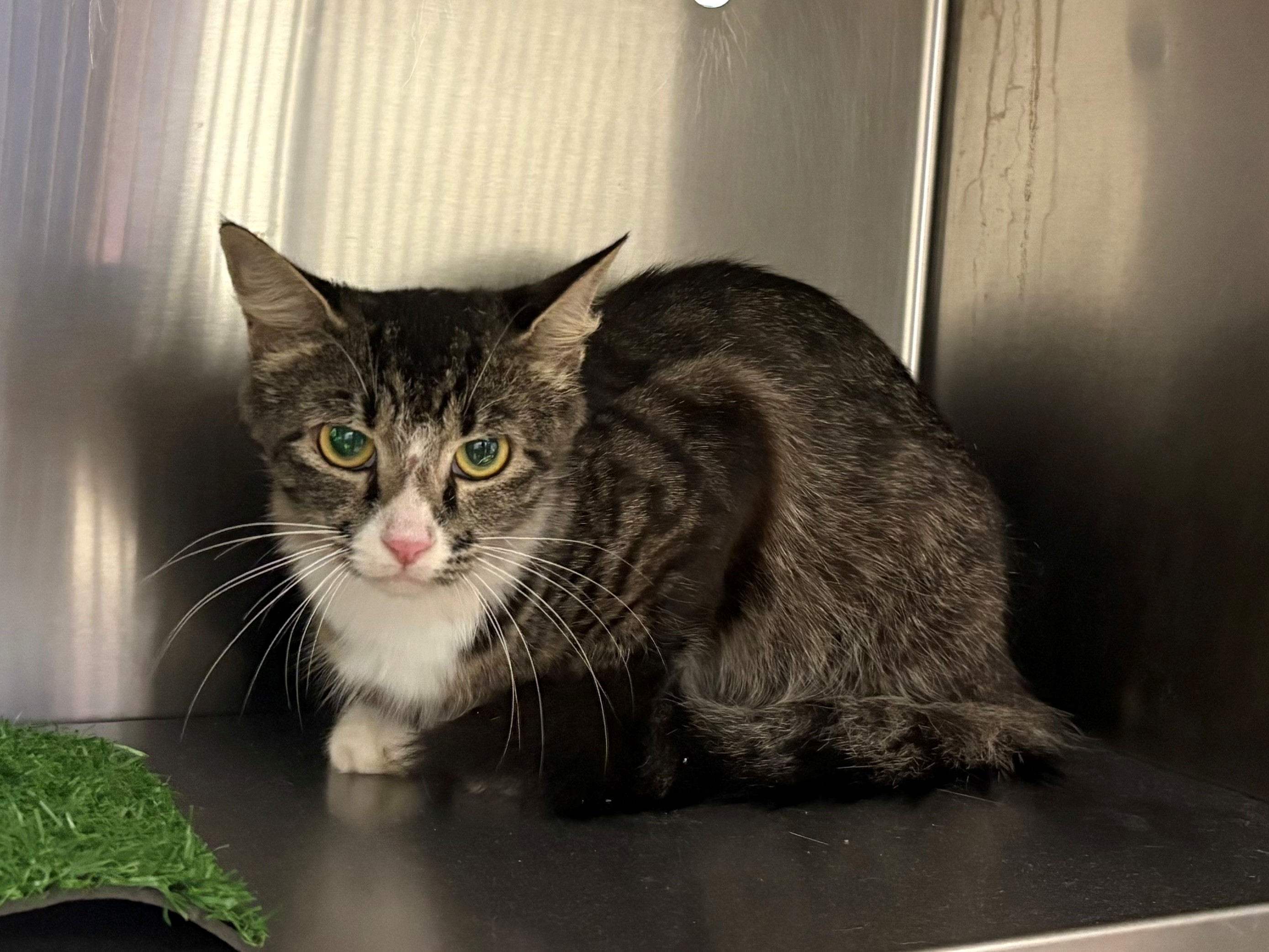 Found Domestic Short Hair