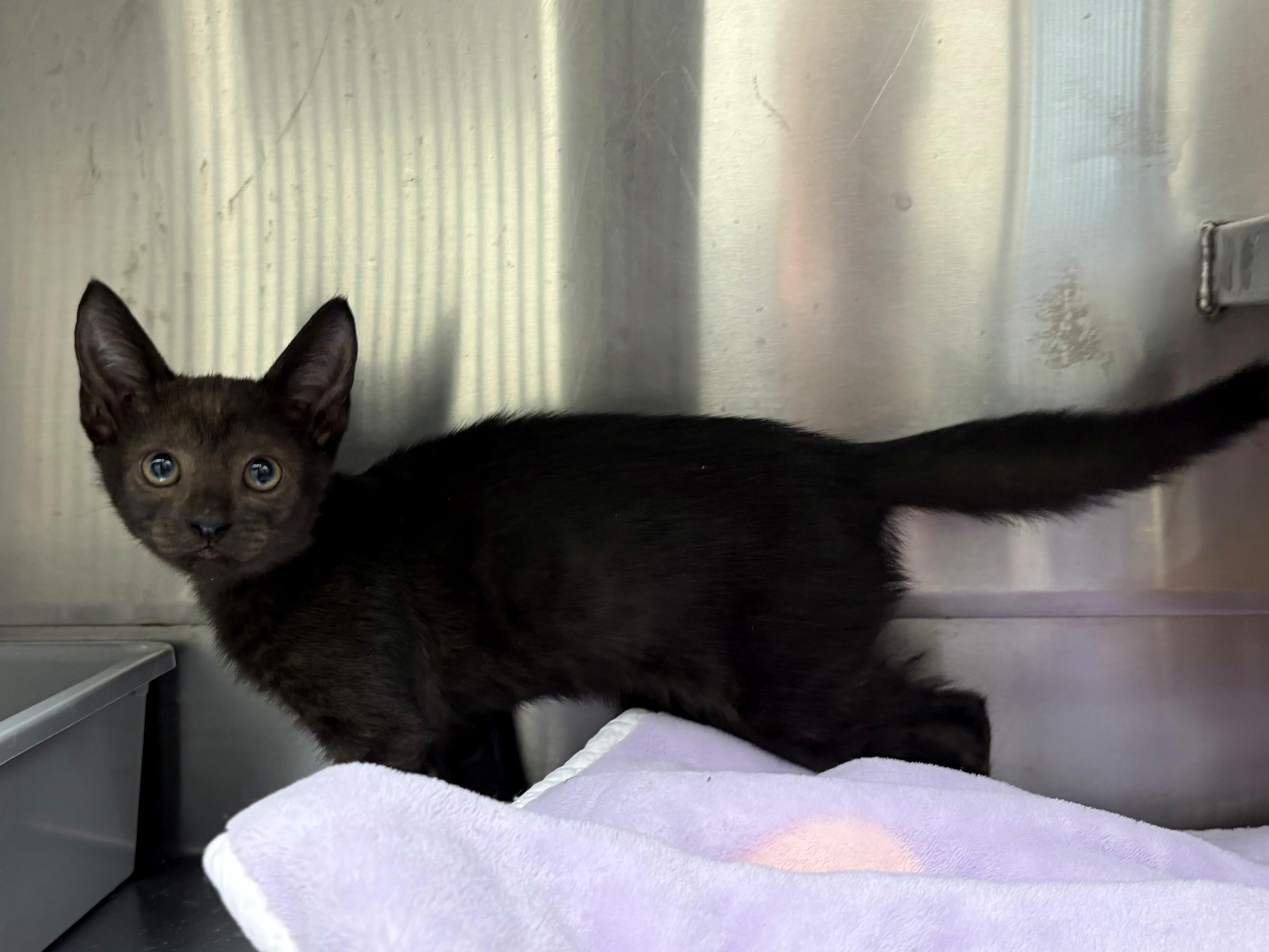 Found Domestic Short Hair