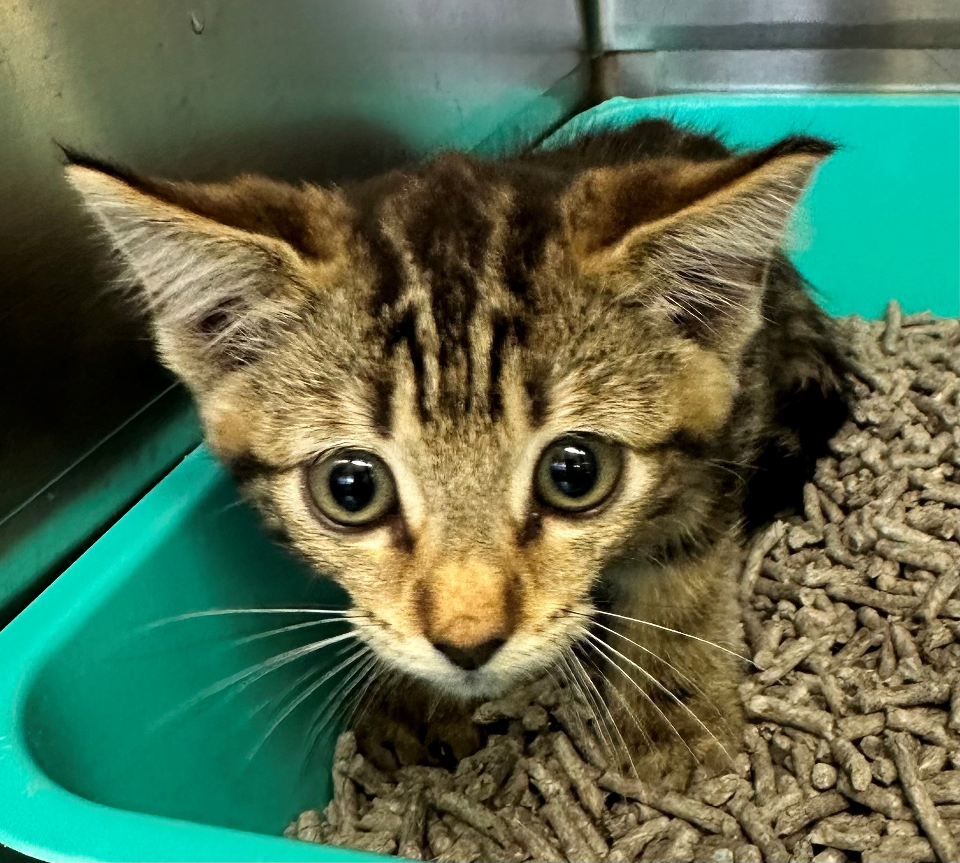 Found Tabby Kitten