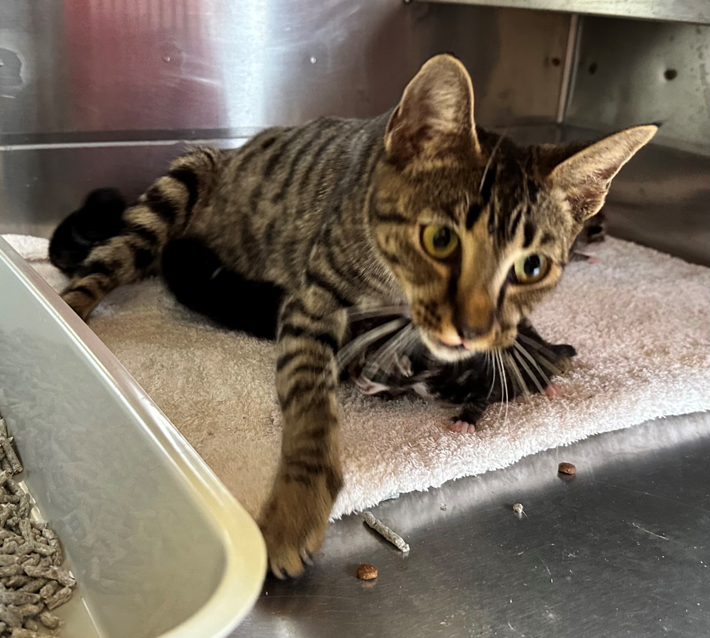 Found Tabby Cat