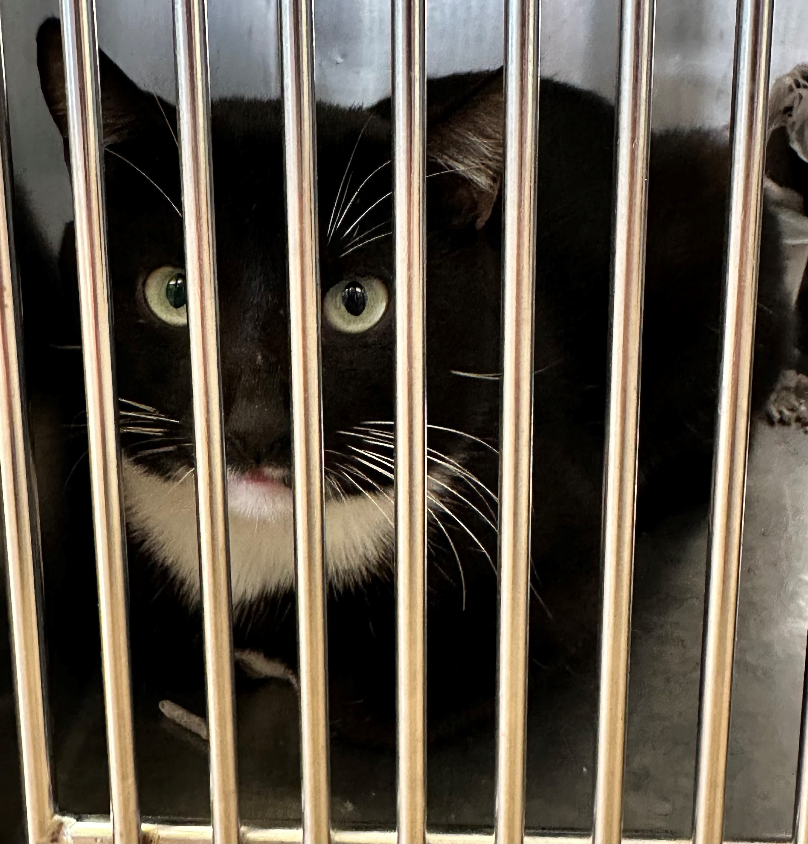 Found Black & White Cat