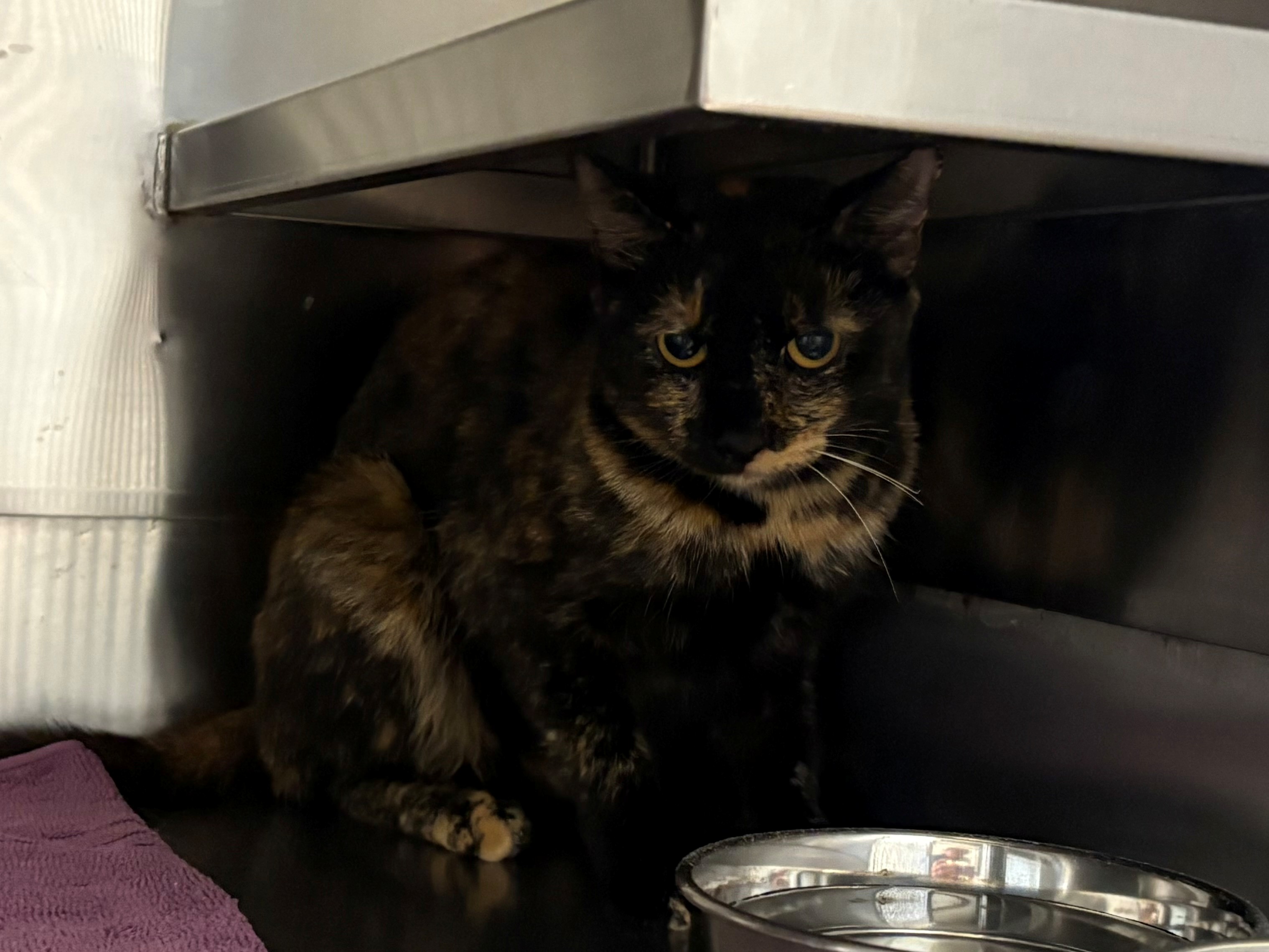 Found Domestic Short Hair