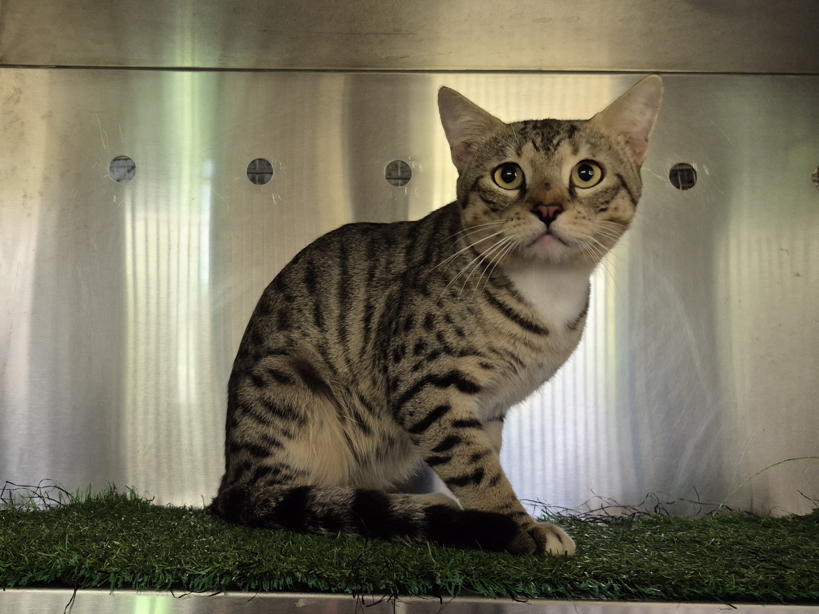 Found Domestic Short Hair