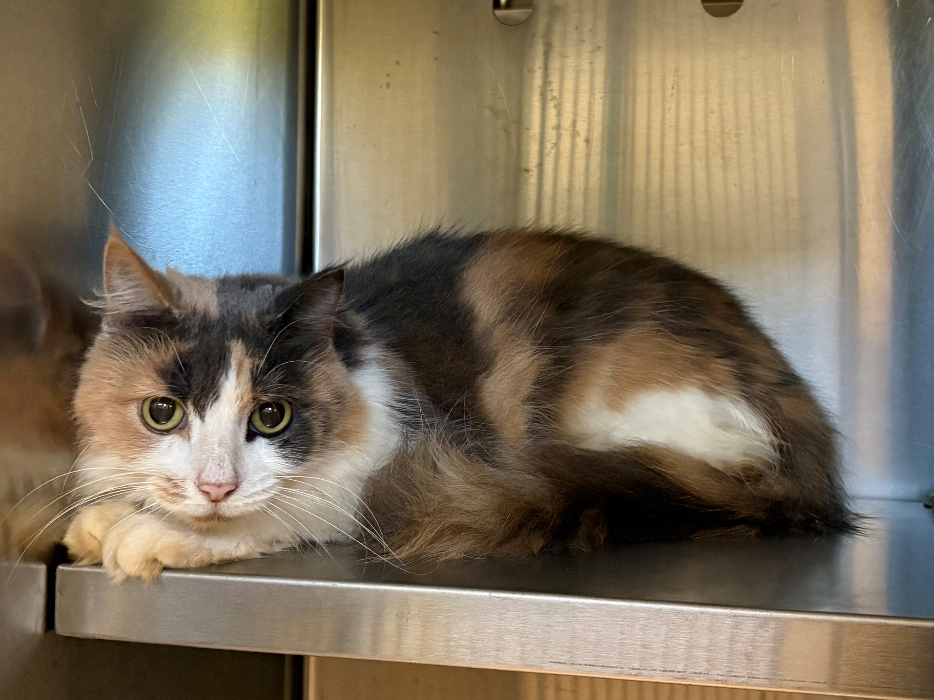 Found Domestic Medium Hair