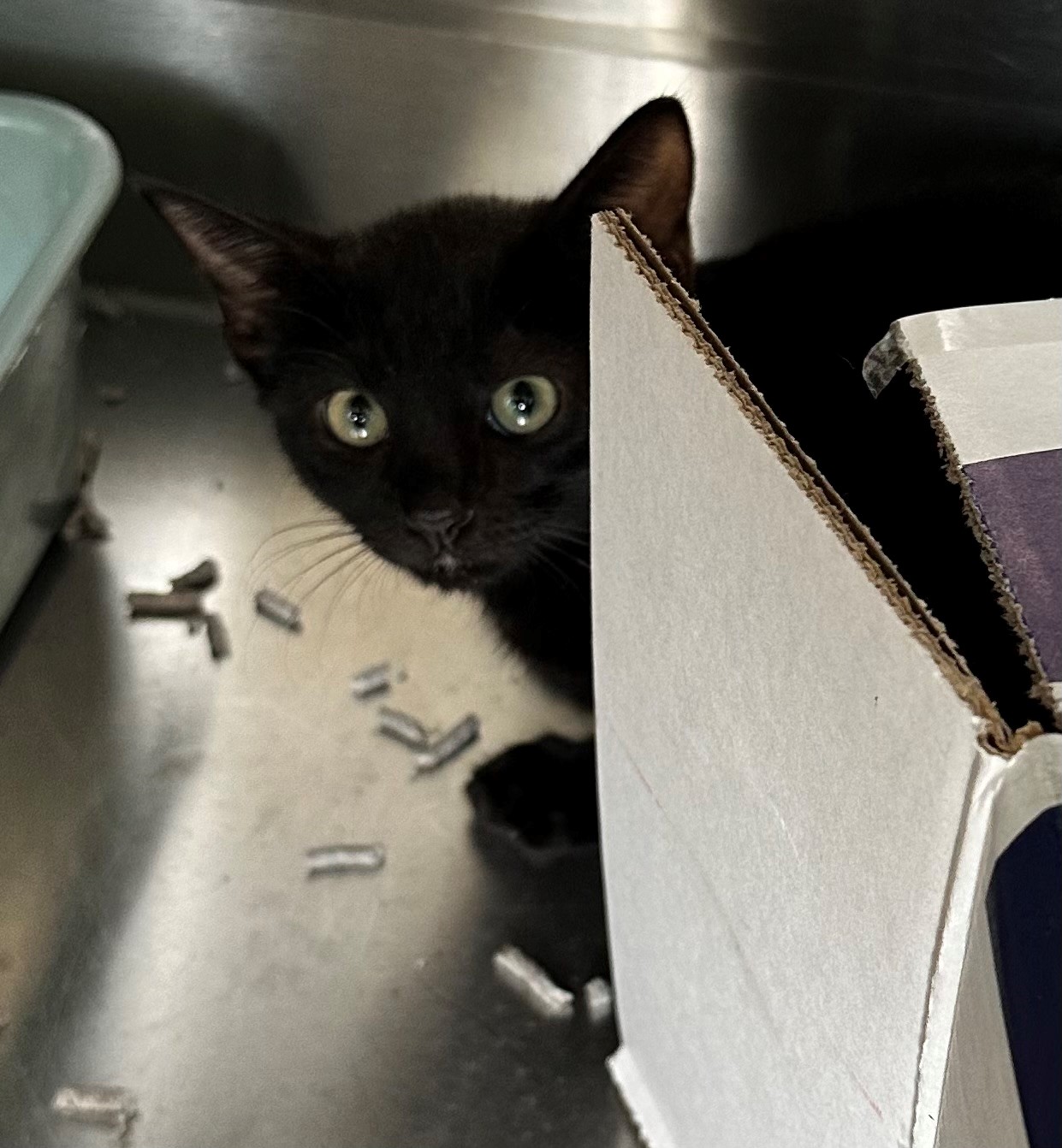 Found Black Kitten