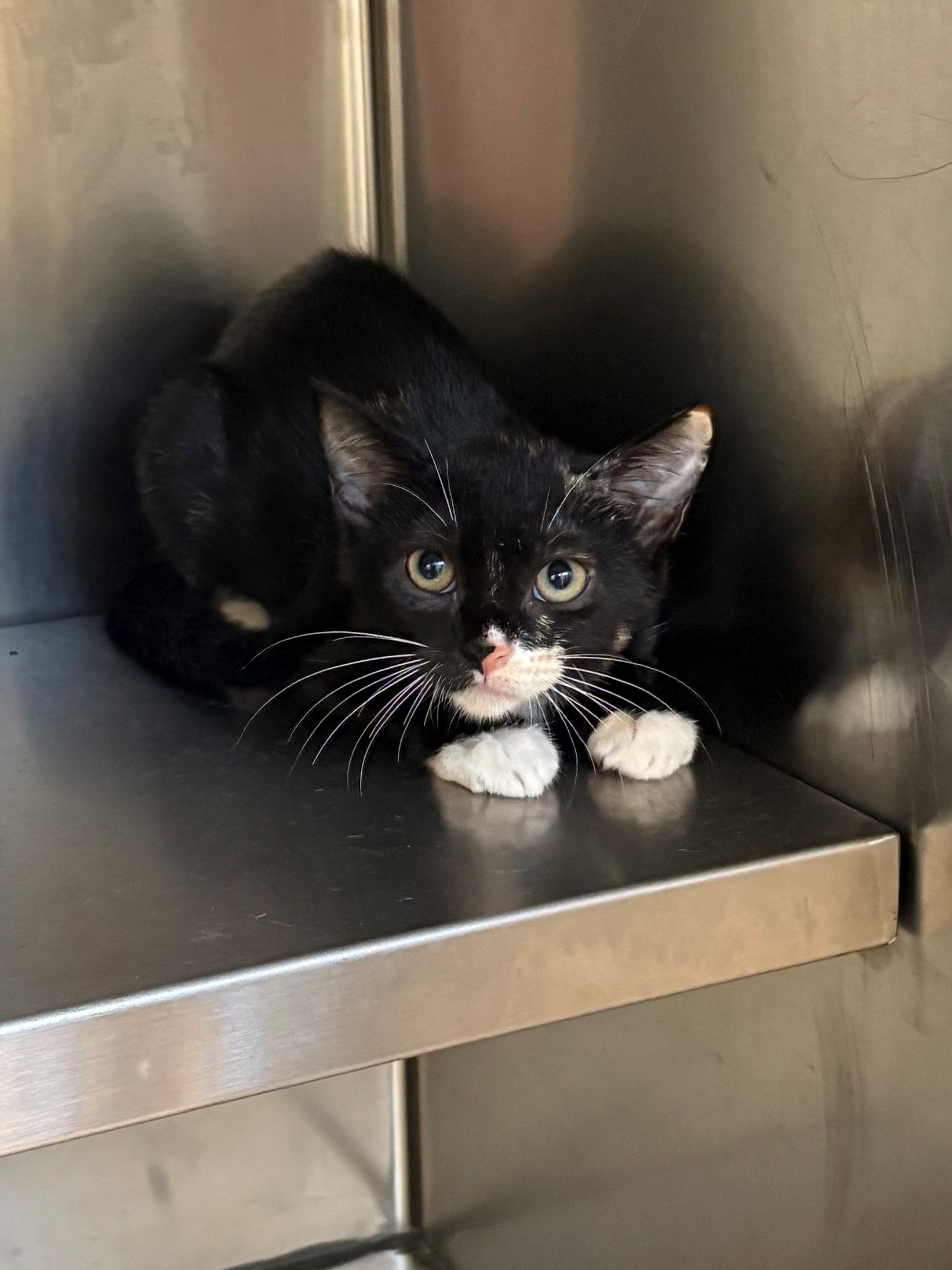 Found Domestic Short Hair Kitten