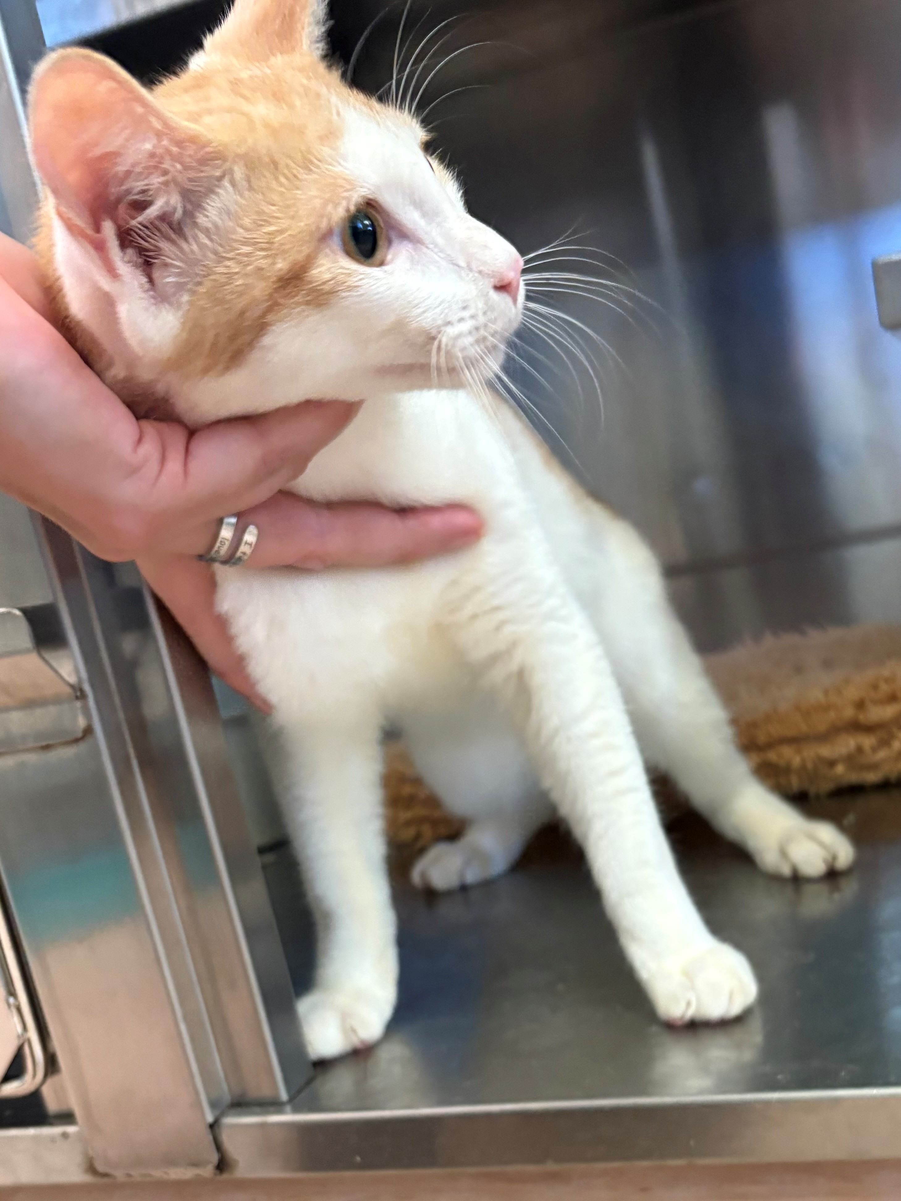 Found Domestic Short Hair
