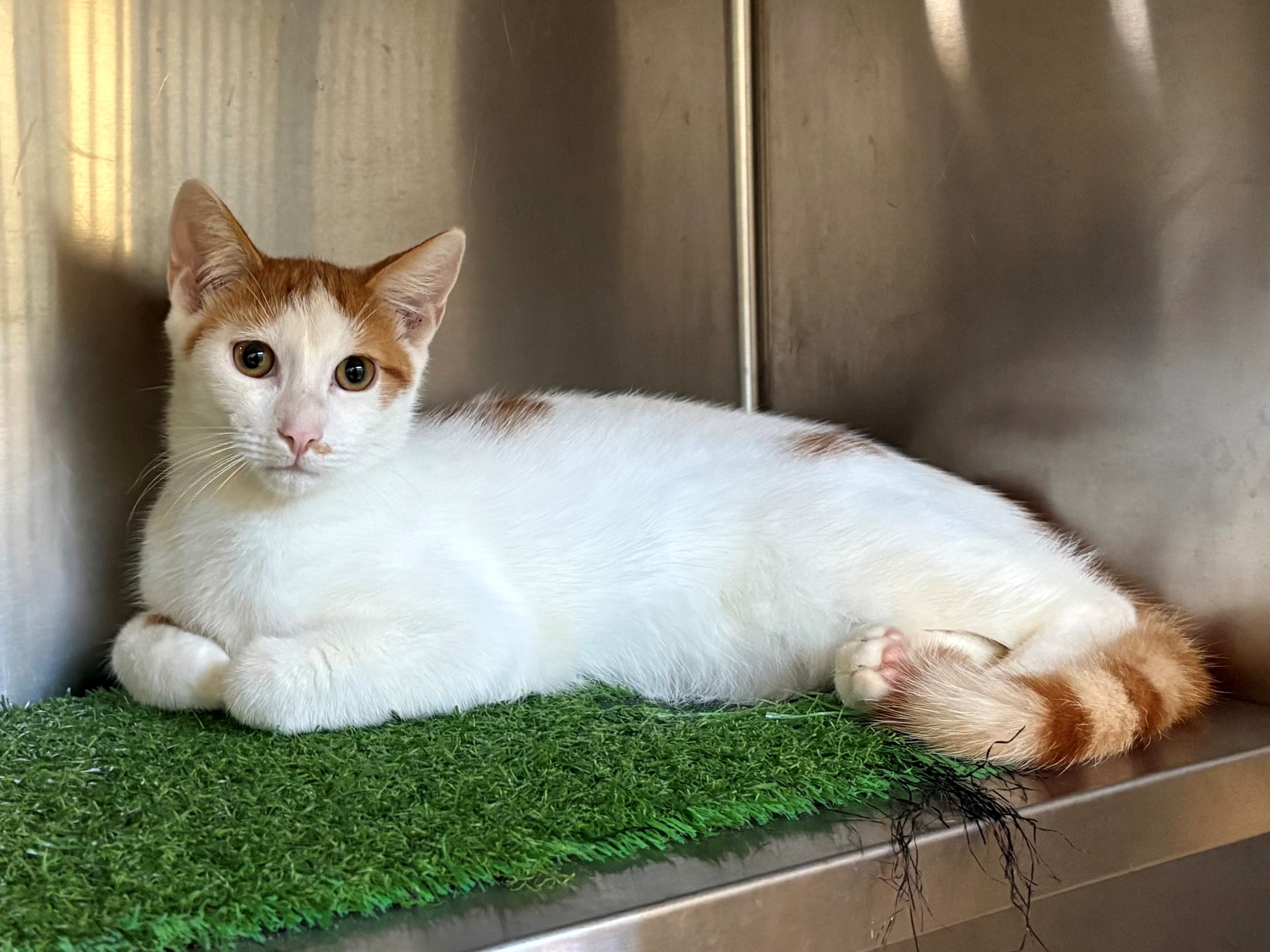Found Domestic Short Hair