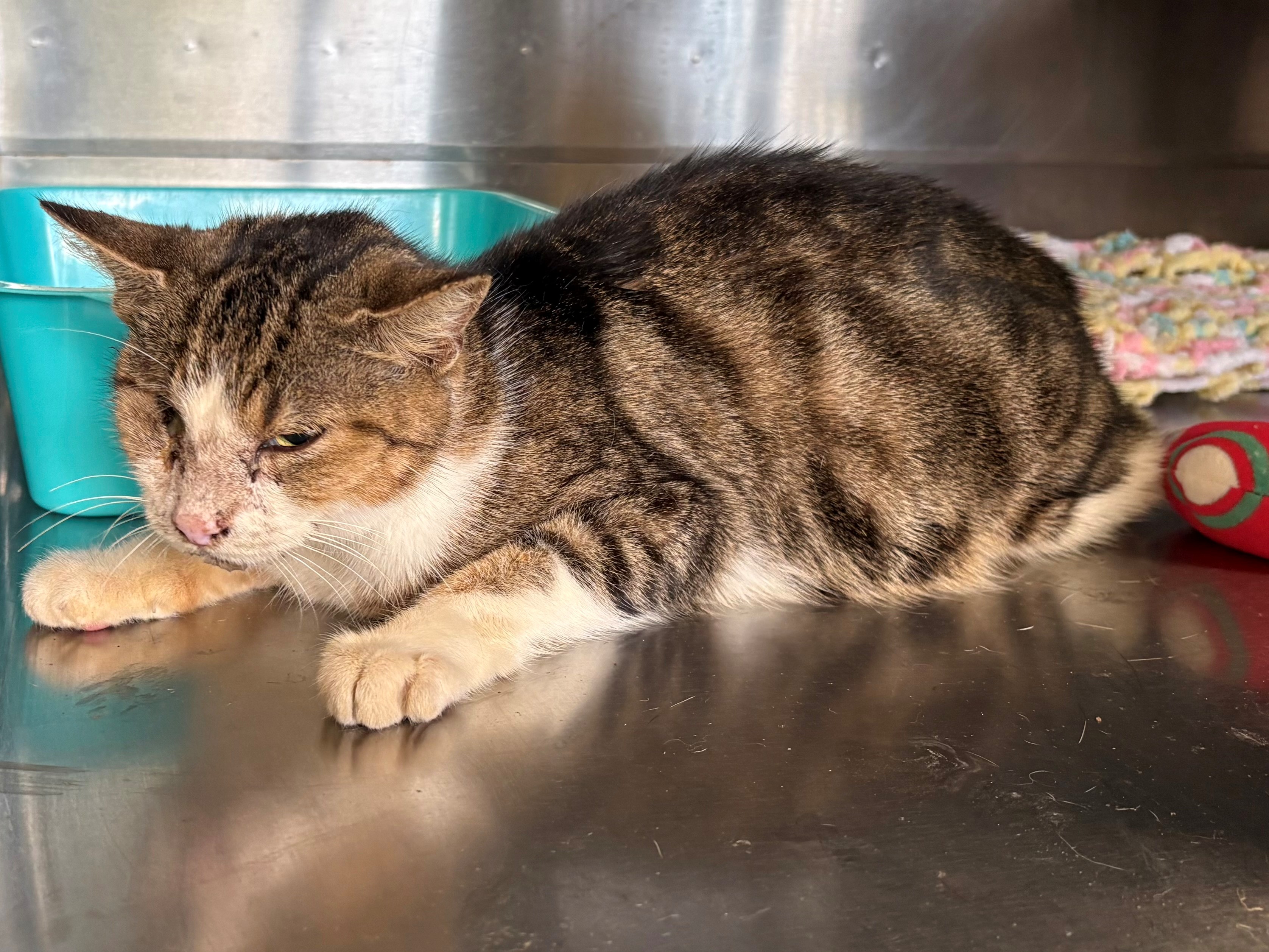 Found Domestic Short Hair