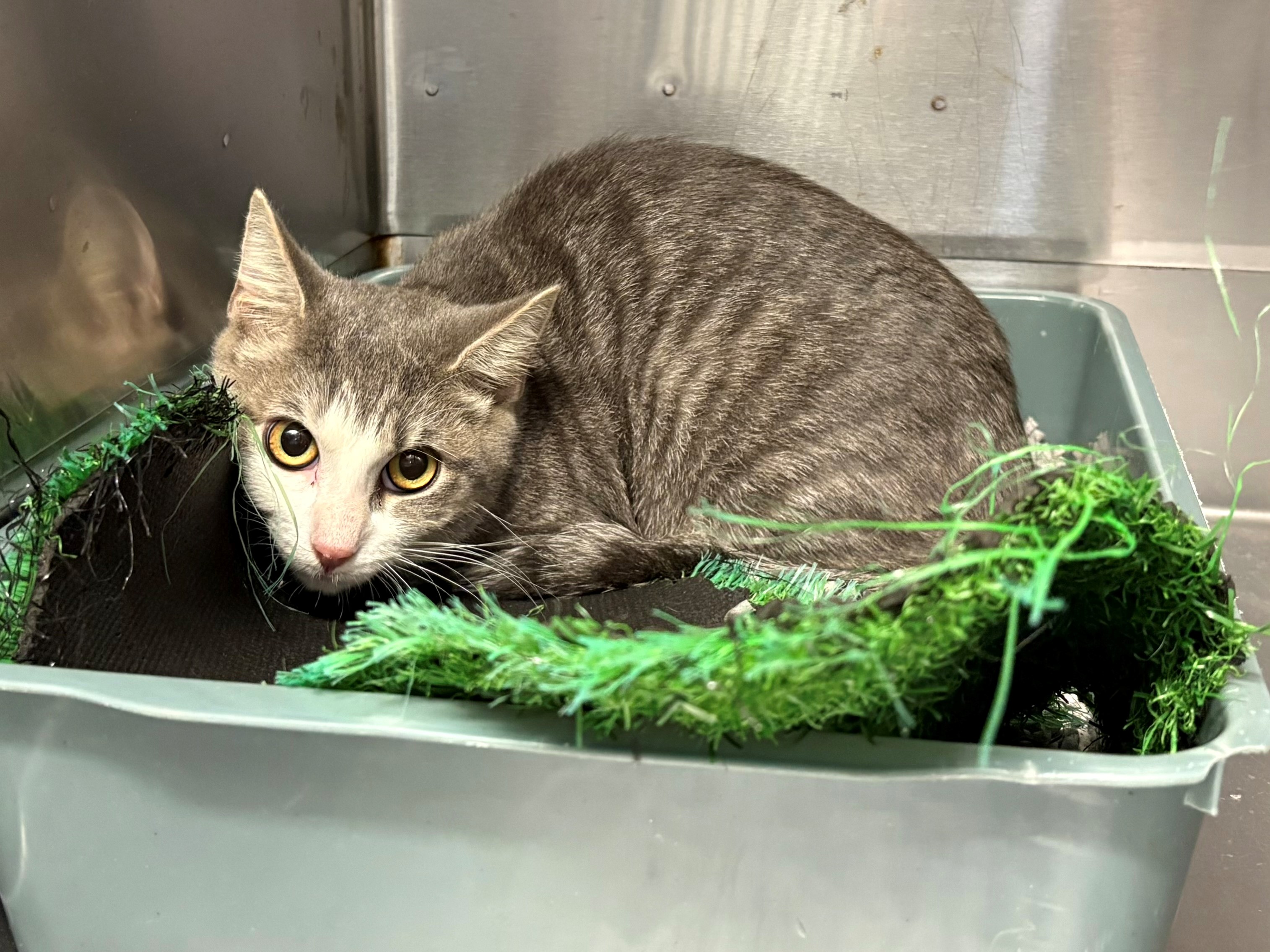 Found Domestic Short Hair Kitten